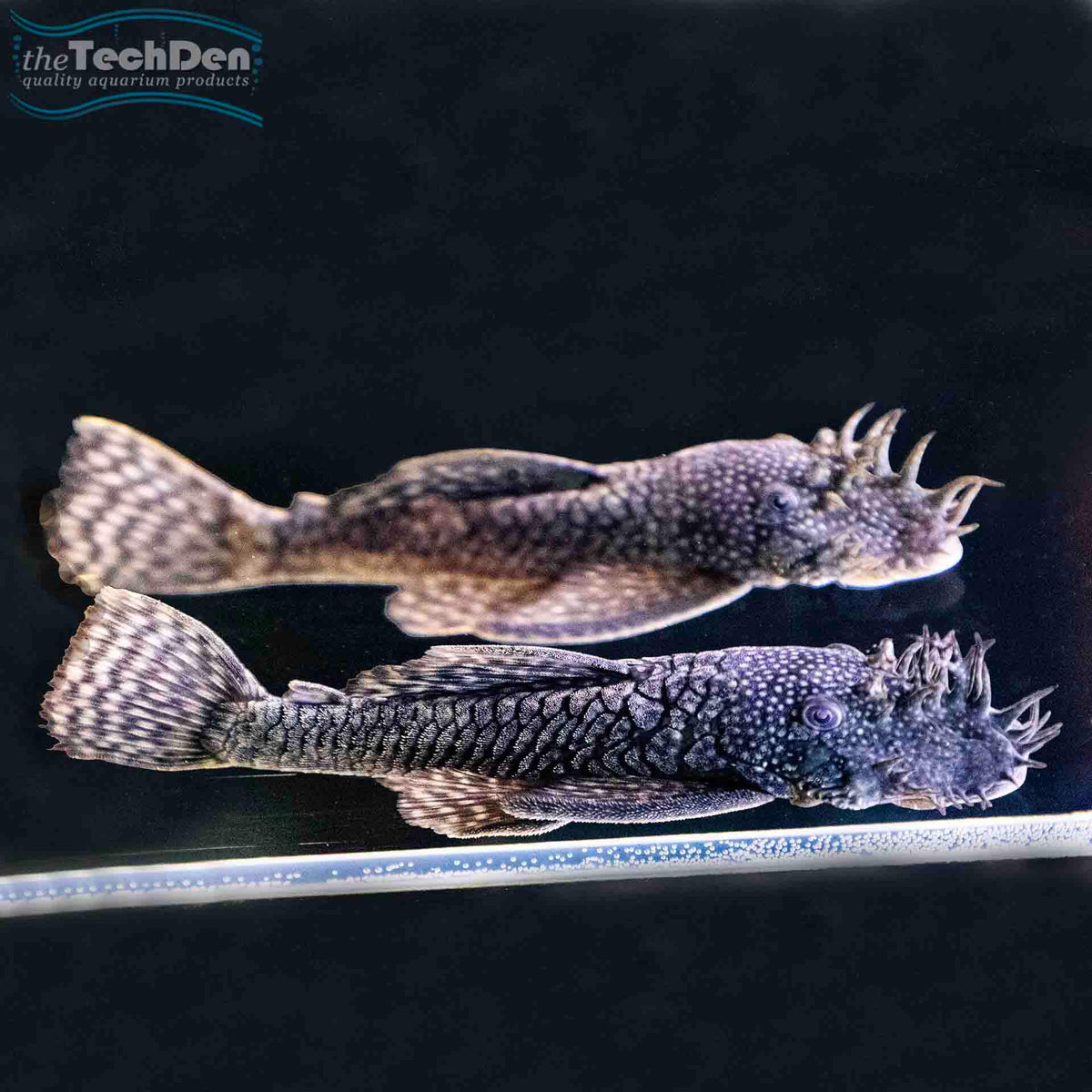 Bristlenose Common Medium - (No Online Purchases)