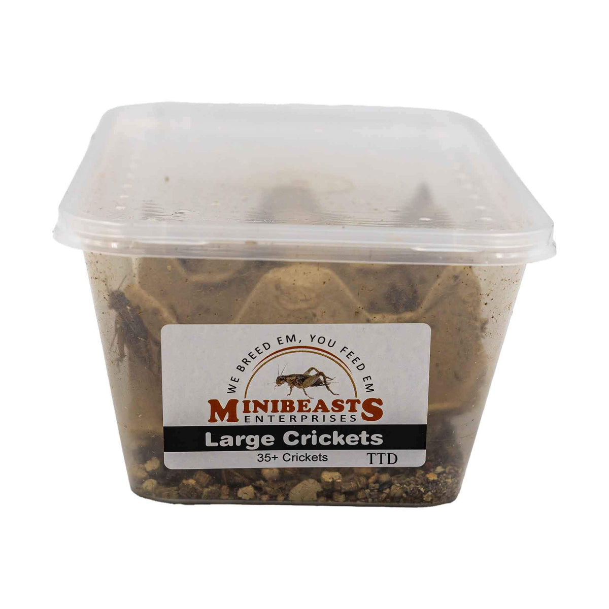 Minibeasts Crickets - Large - Live Food - In Store Pick Up Only