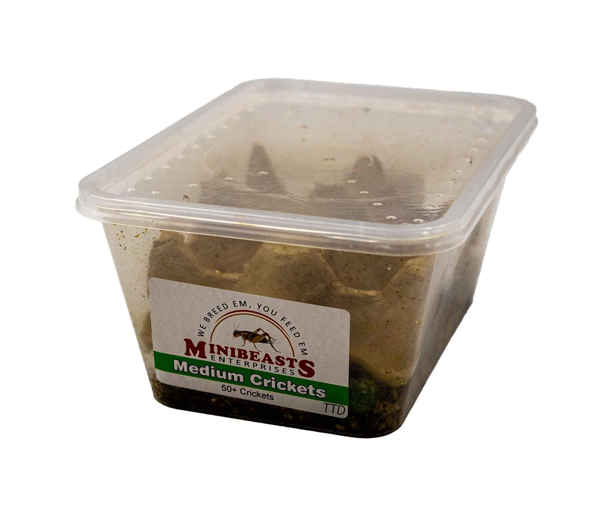 Minibeasts Crickets - Medium - Live Food - In Store Pick Up Only