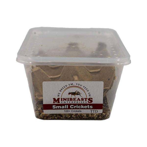 Minibeasts Crickets - Small - Live Food - In Store Pick Up Only - The ...