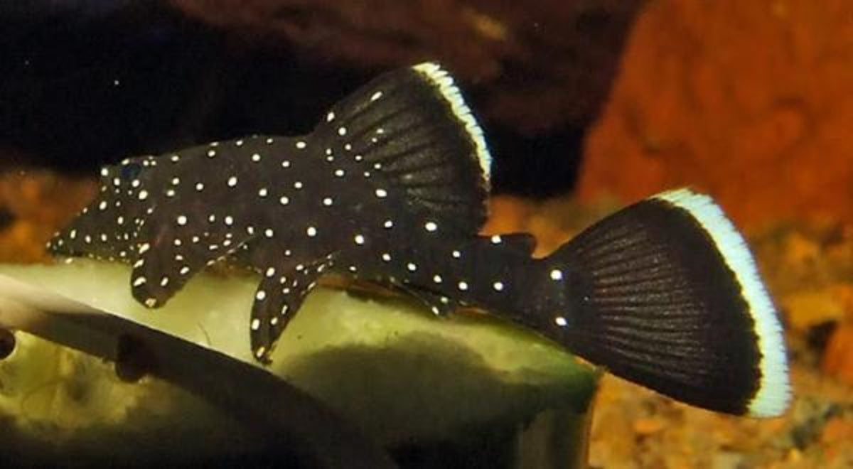 Peppermint Bristlenose - Adult (No Online Purchases)