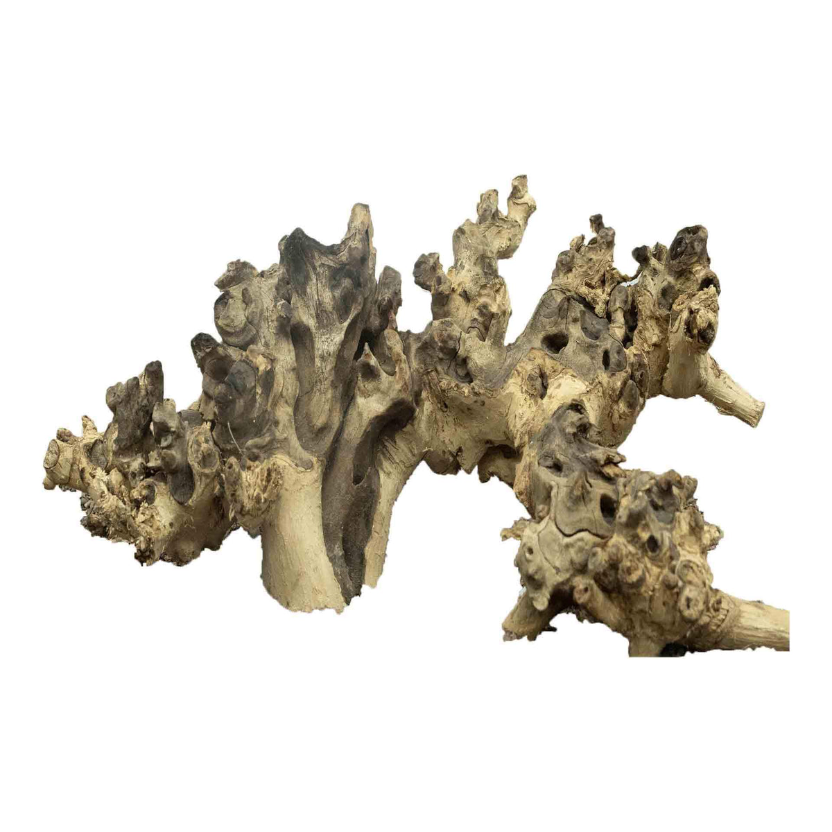 Dalua Coral Wood X-Large - In Store Pick Up Only