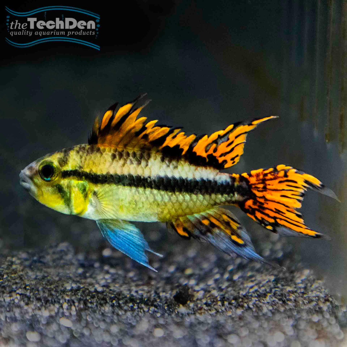 Cacatuoides Apistogramma Super Red  - (No Online Purchases)