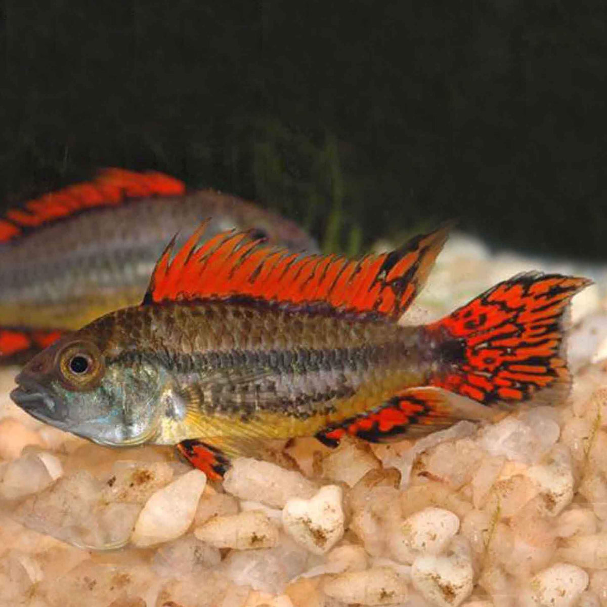 Cacatuoides Apistogramma Super Red  - (No Online Purchases)