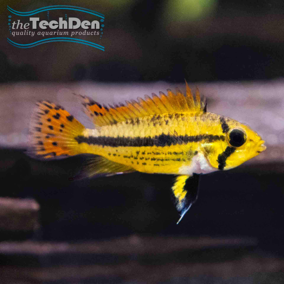 Cacatuoides Apistogramma Super Red  - (No Online Purchases)