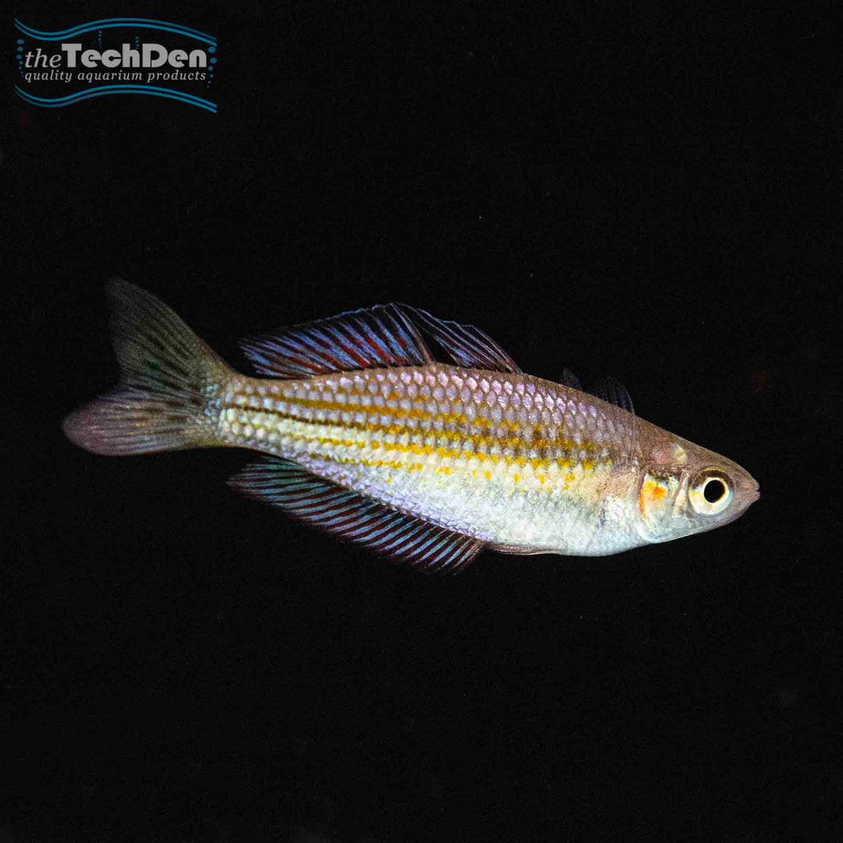 Chequered Rainbowfish - (No Online Purchases)