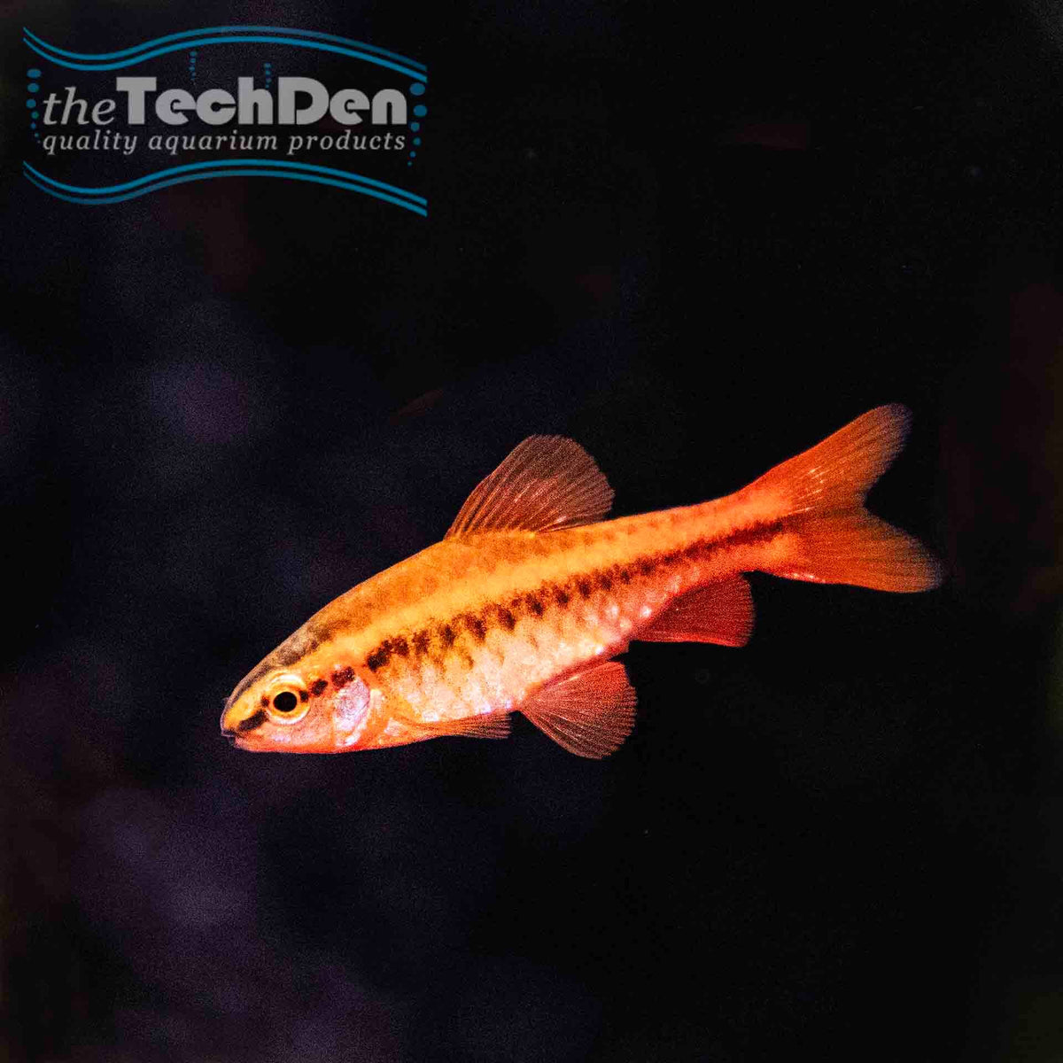 Cherry Barb - (No Online Purchases)
