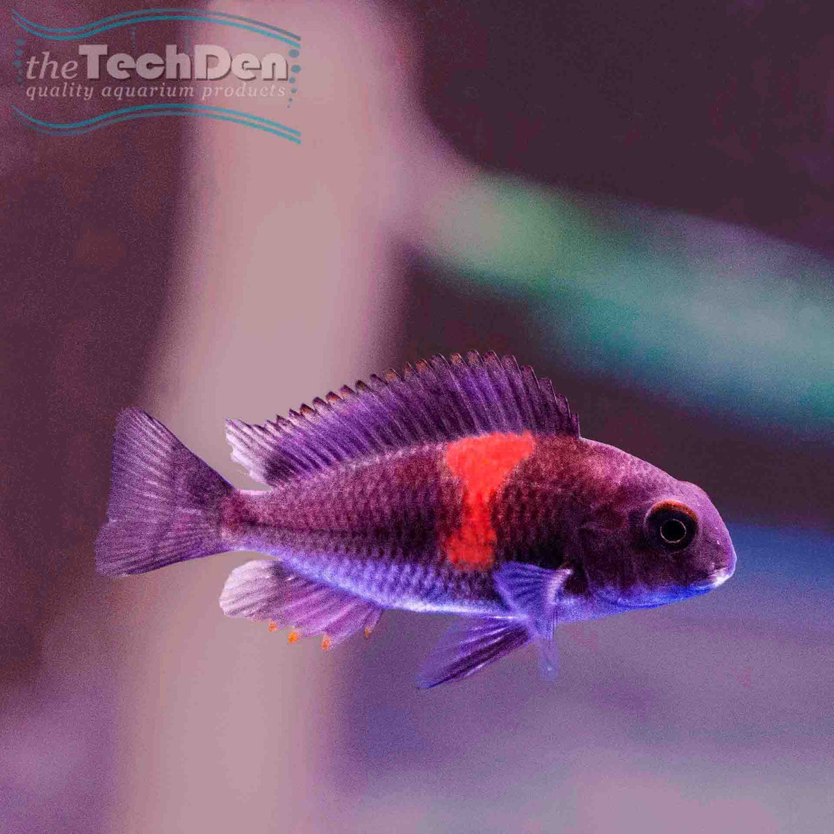 Cherry Spot Tropheus - (No Online Purchases)
