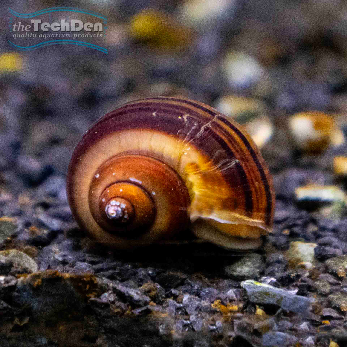 Chestnut Mystery Snails - (No Online Purchases)