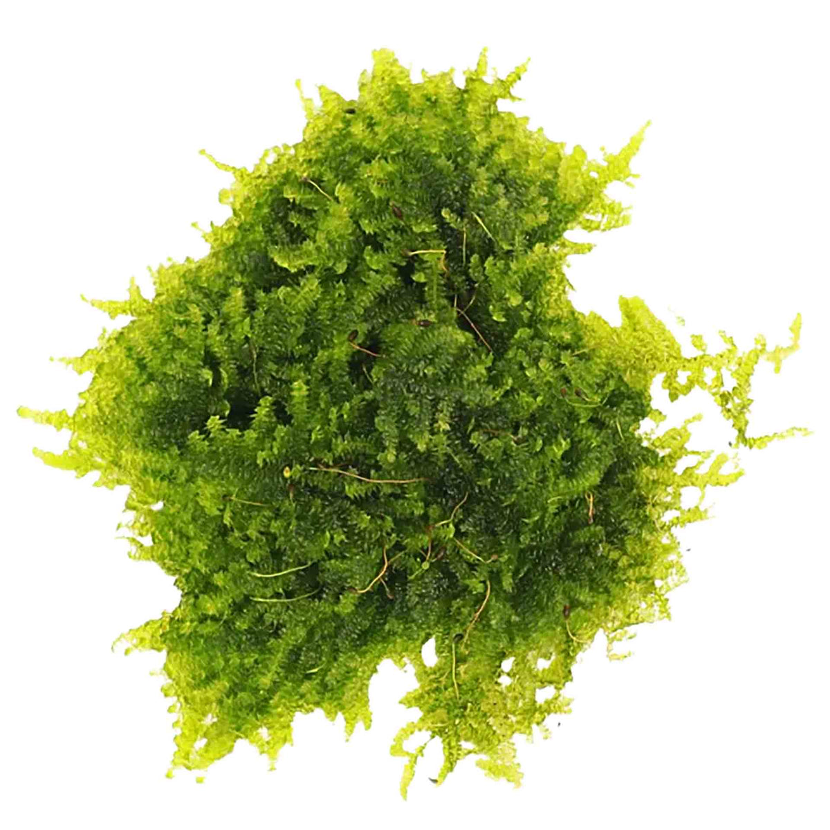 Aqualabs Christmas Moss-Live Plant- Instore Pick up*
