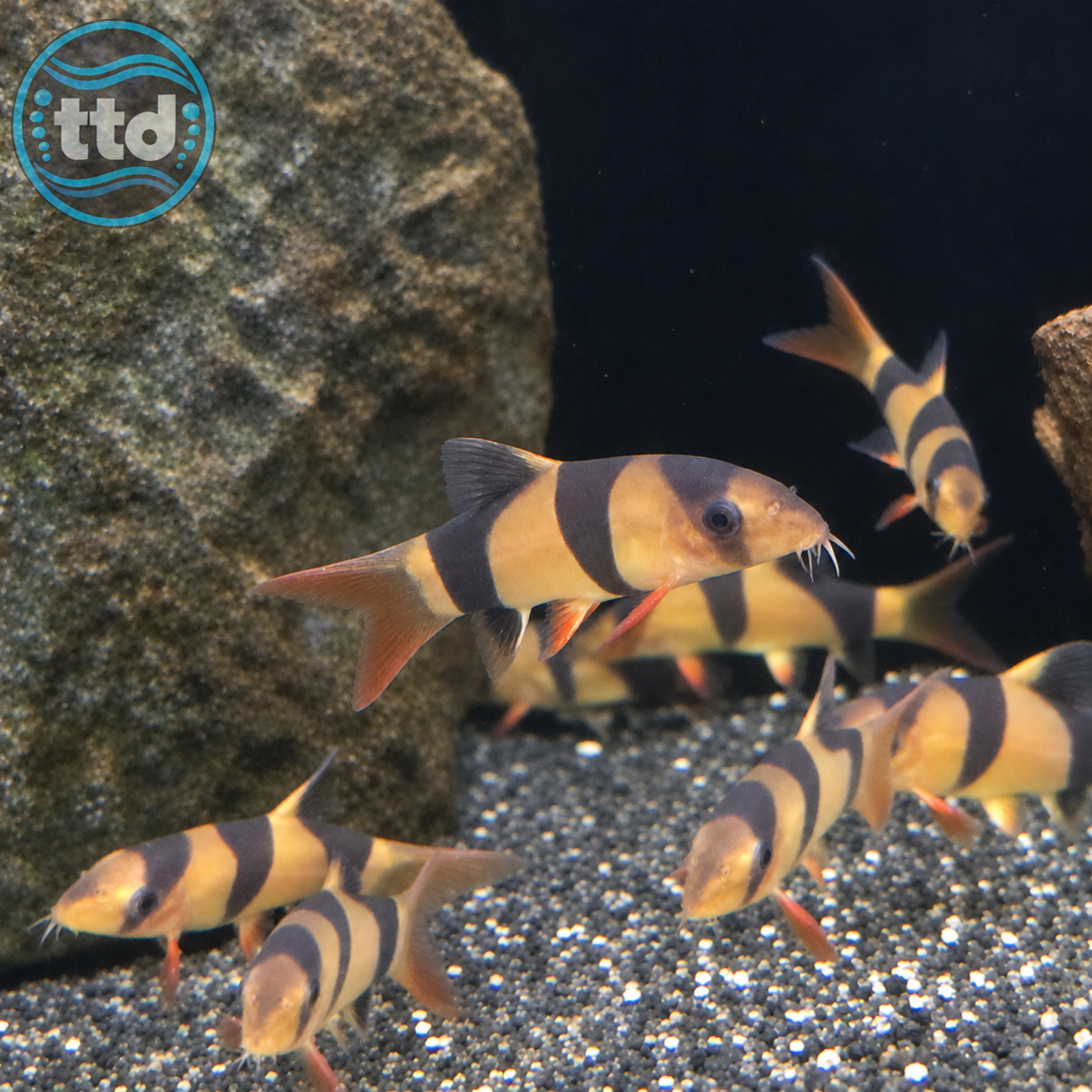 Clown loaches TTD