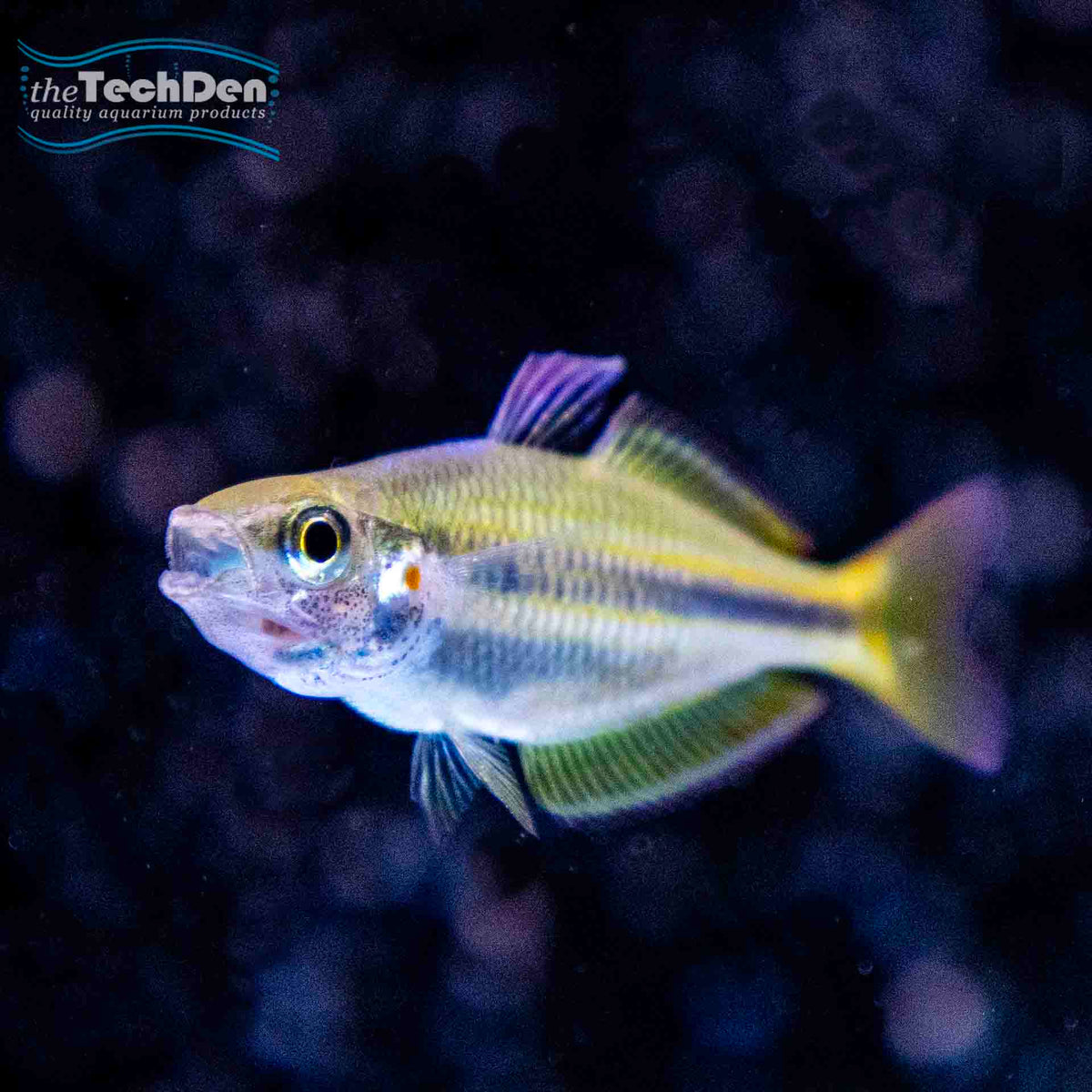 Coen River Rainbow -(No Online Purchases)