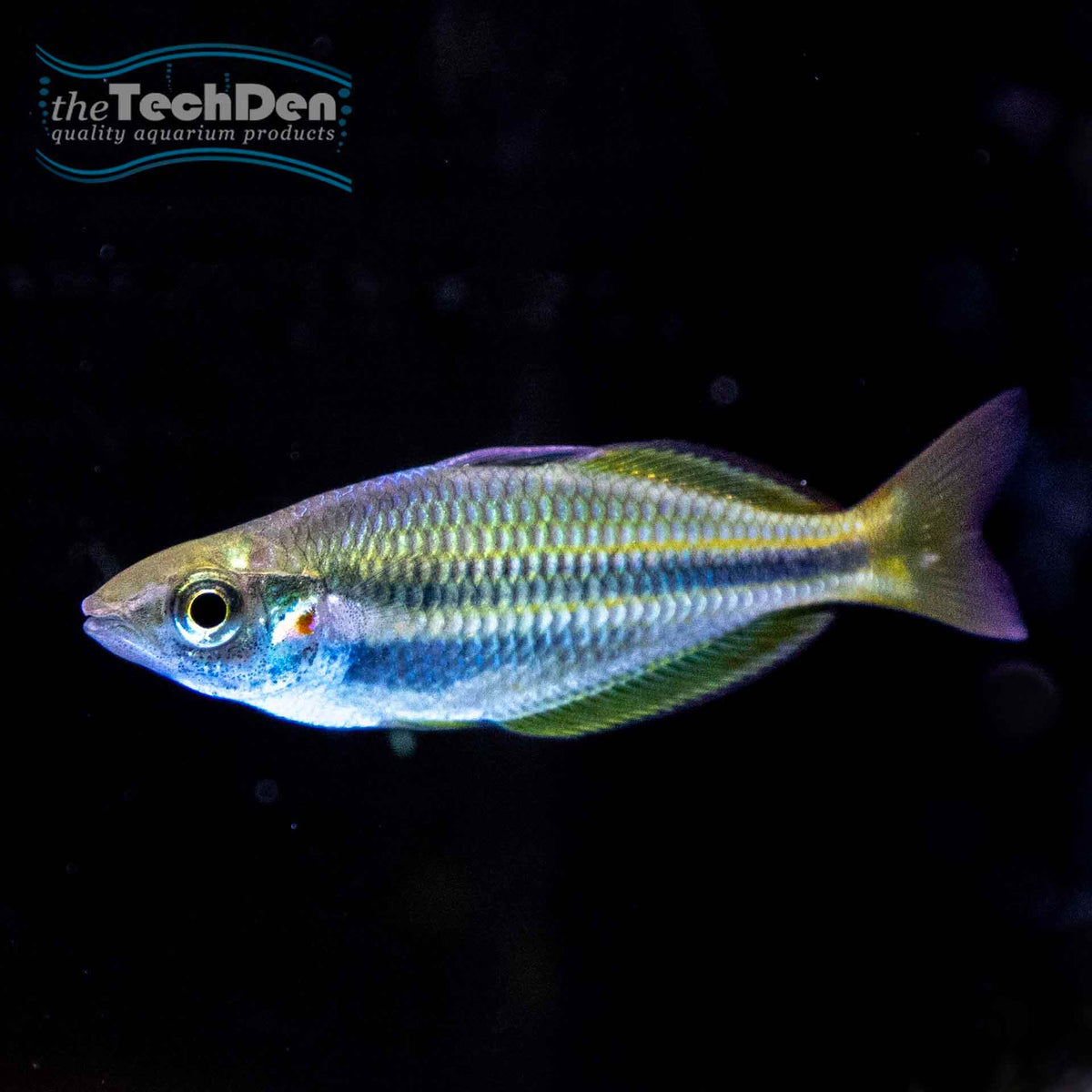 Coen River Rainbow -(No Online Purchases)