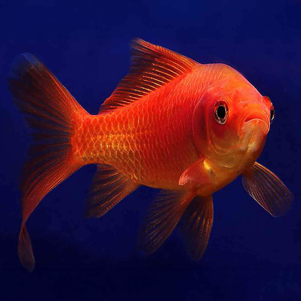 Comet 15cm X-Large - (No Online Purchases)