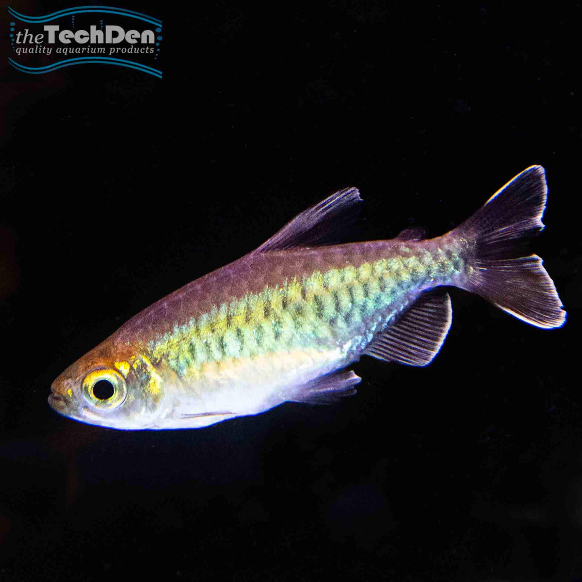 Congo Tetra Male - (No Online Purchases)
