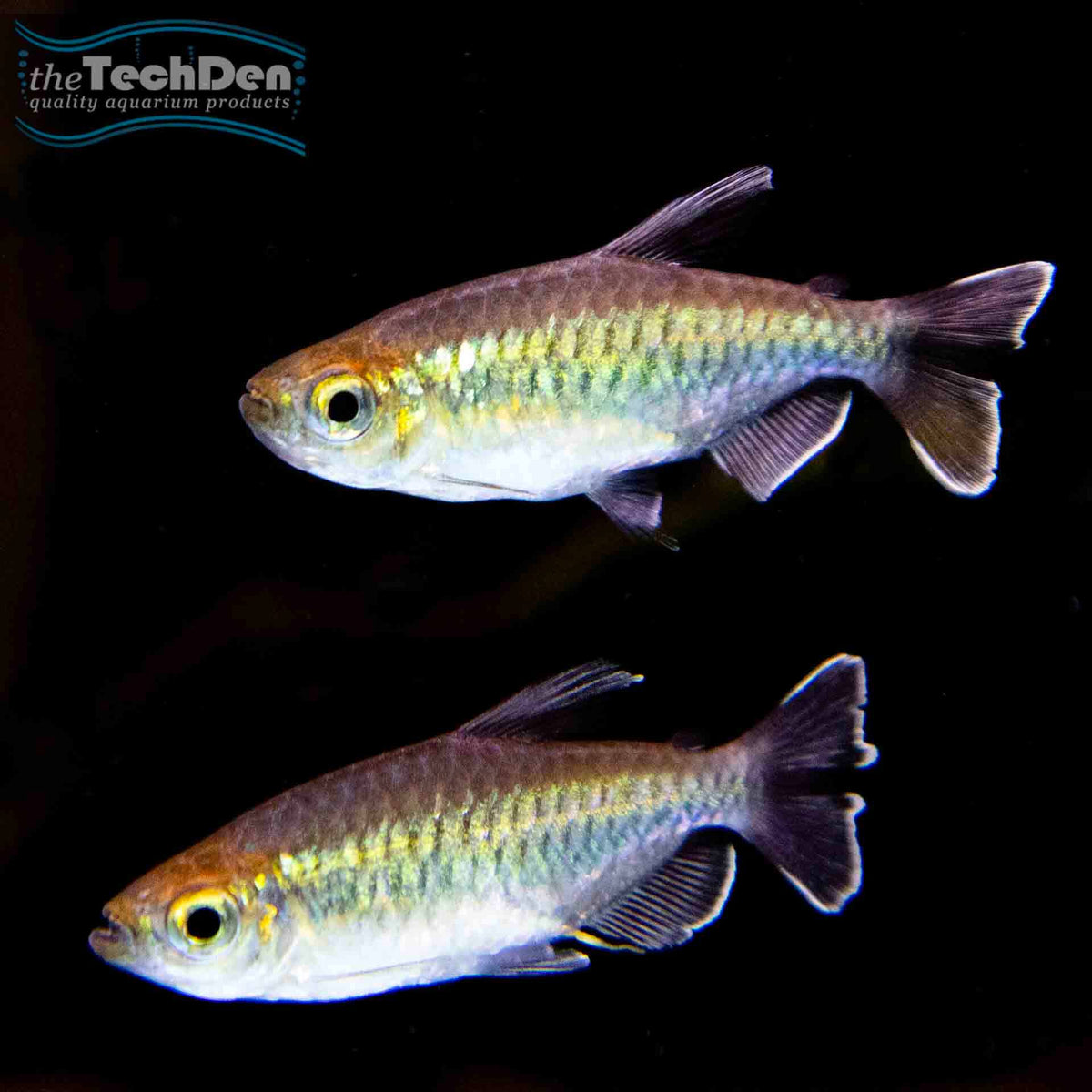 Congo Tetra Male - (No Online Purchases)