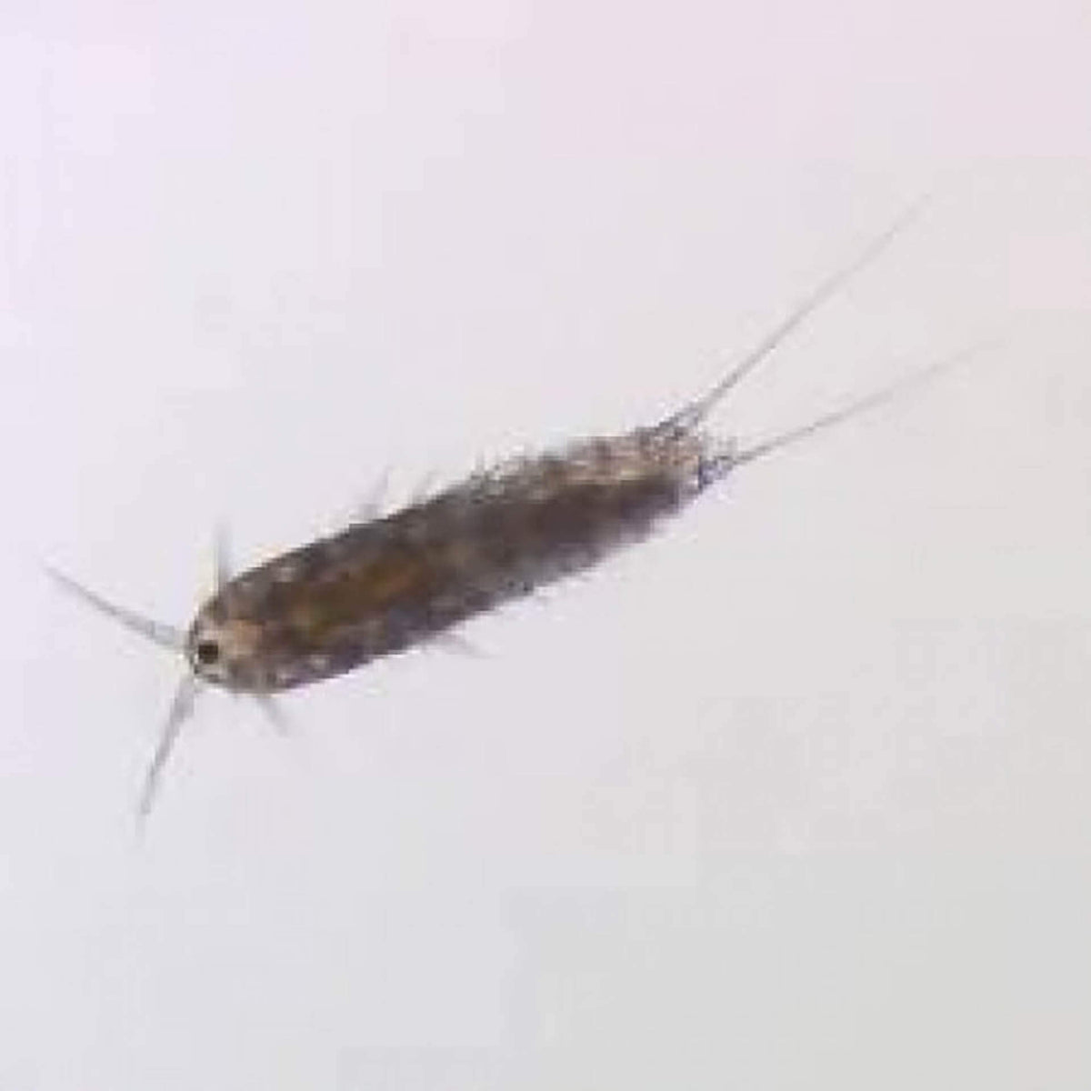 Aquatic Live Food Marine Tisbe Harpacticoid Copepod - Live Food - Instore Pick Up Only