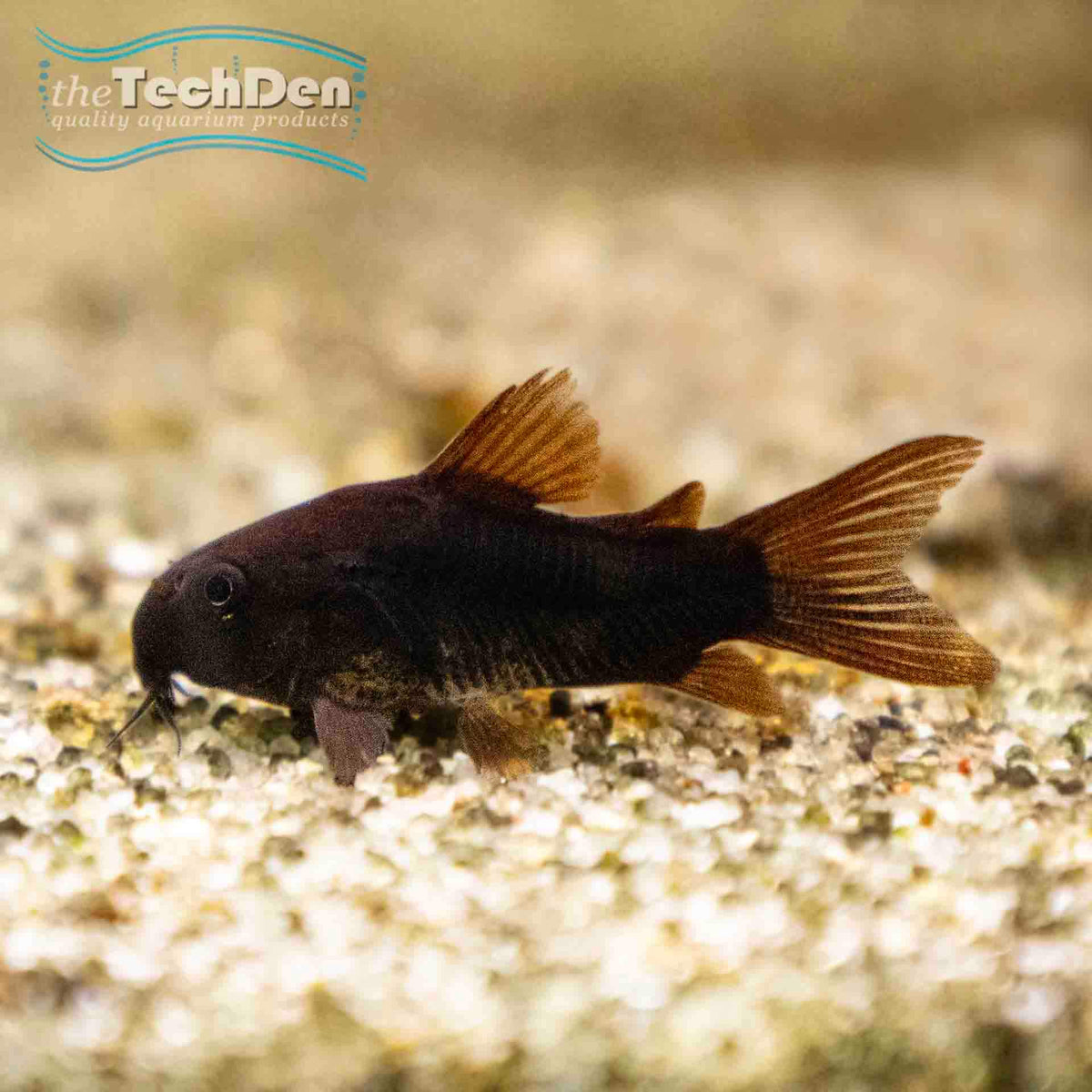 Corydoras Venezuela Black Catfish - (No Online Purchases)