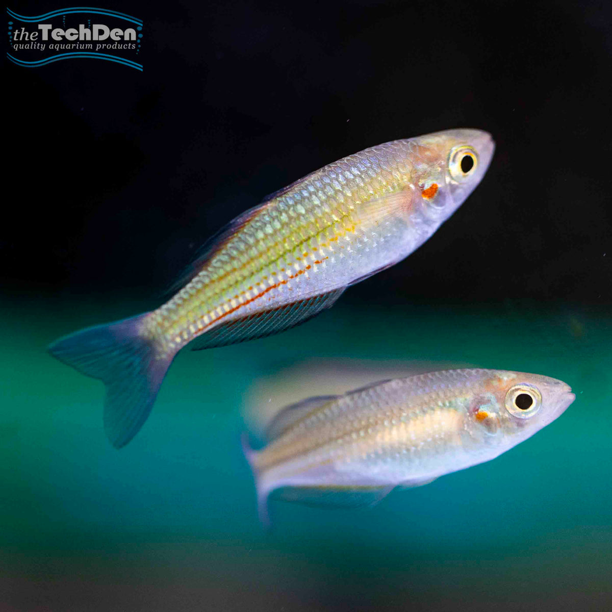 Crimson Spot Rainbow fish - (No Online Purchases)