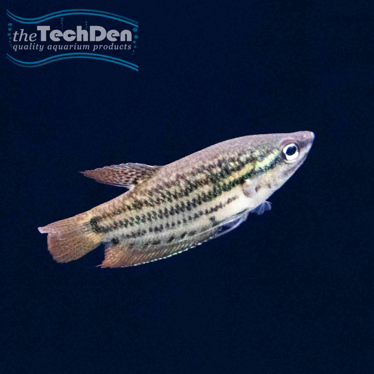 Croaking Gourami - (No Online Purchases)
