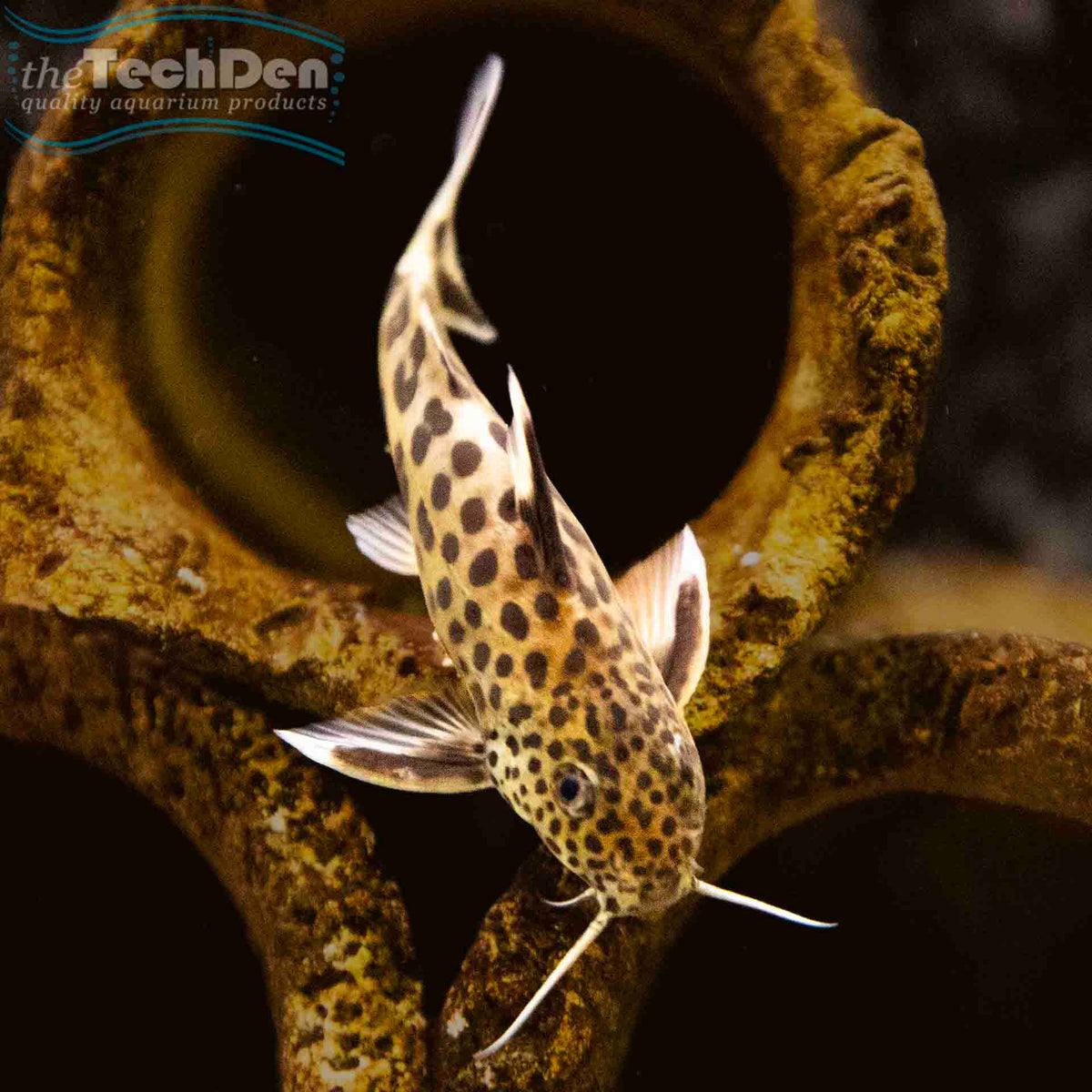 Cuckoo Catfish - (No Online Purchases)