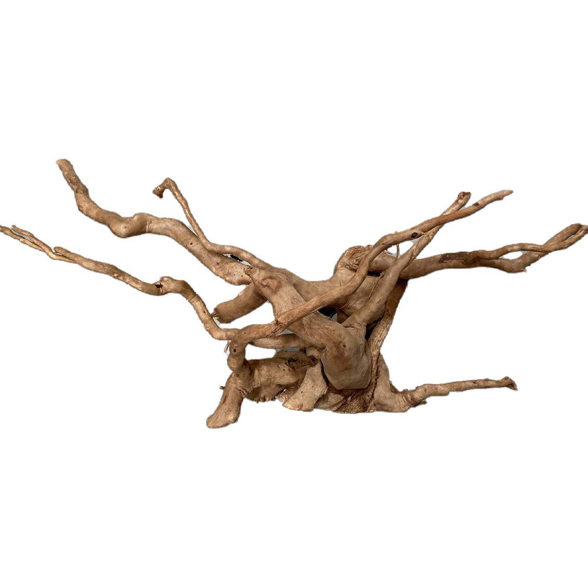 Dymax Tweety Wood Large - In Store Pick Up Only