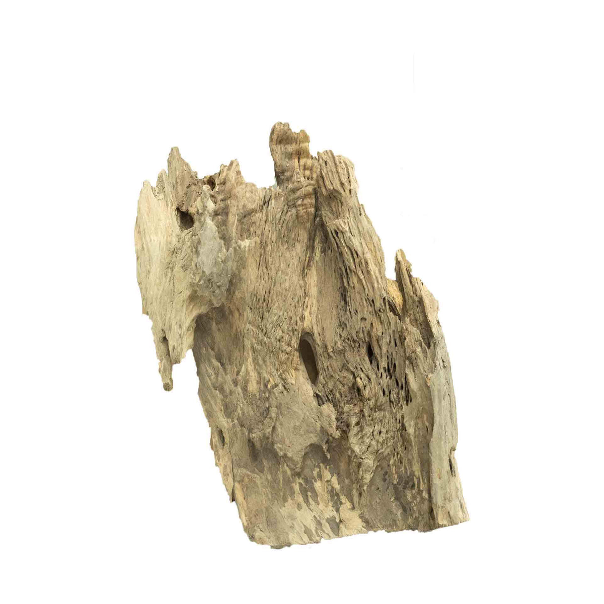 Dalua Dragon Wood Large - In Store Pick Up Only