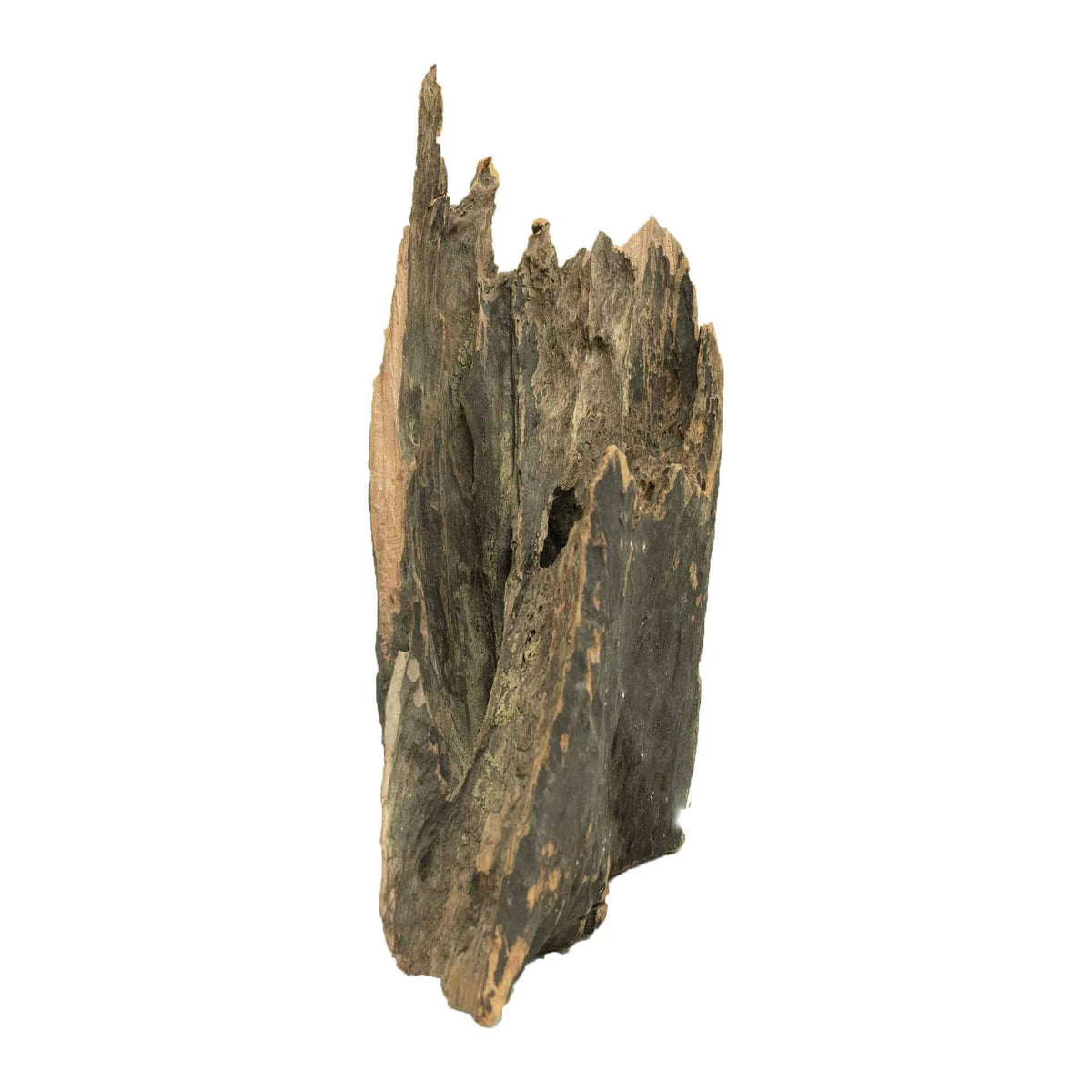 Dalua Dragon Wood Medium - In Store Pick Up Only