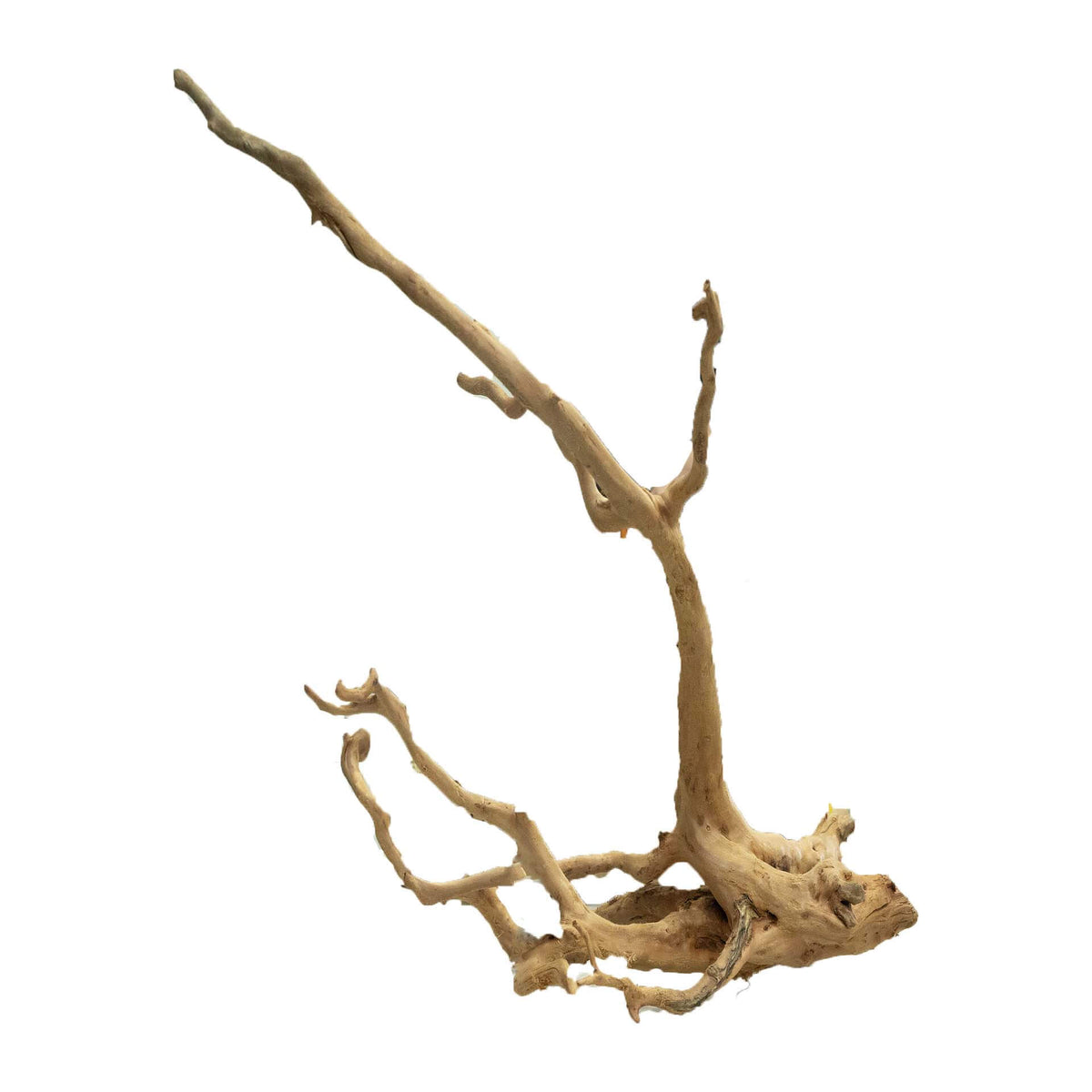Dalua Gold Forest Wood XXXL- In Store Pick Up Only**