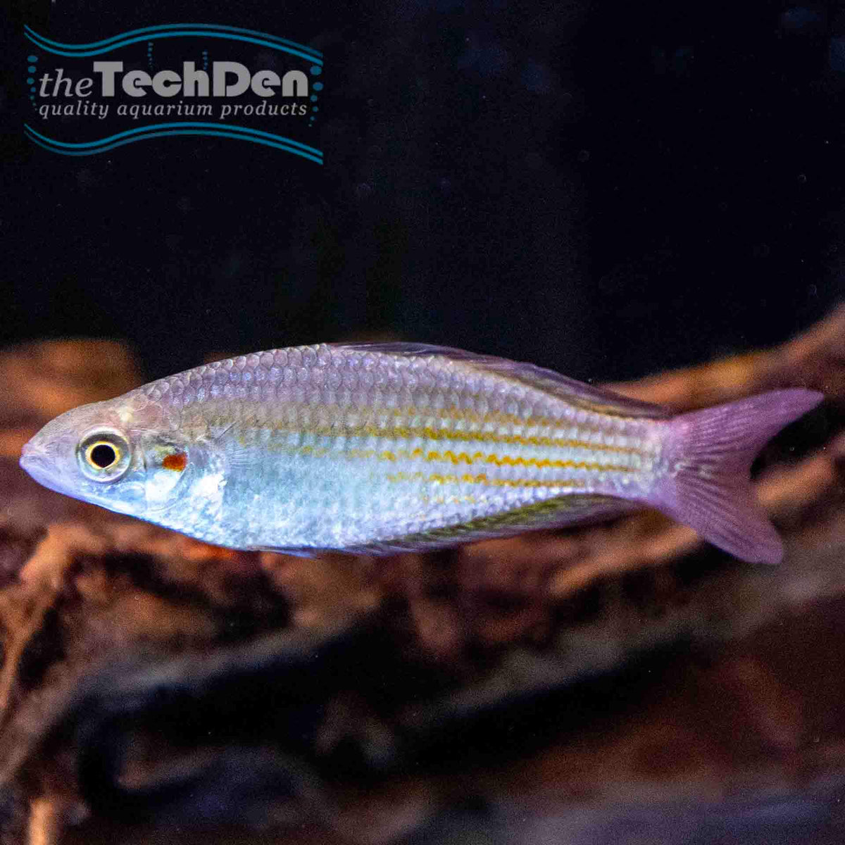 Deepwater Creek Rainbowfish - (No Online Purchases)