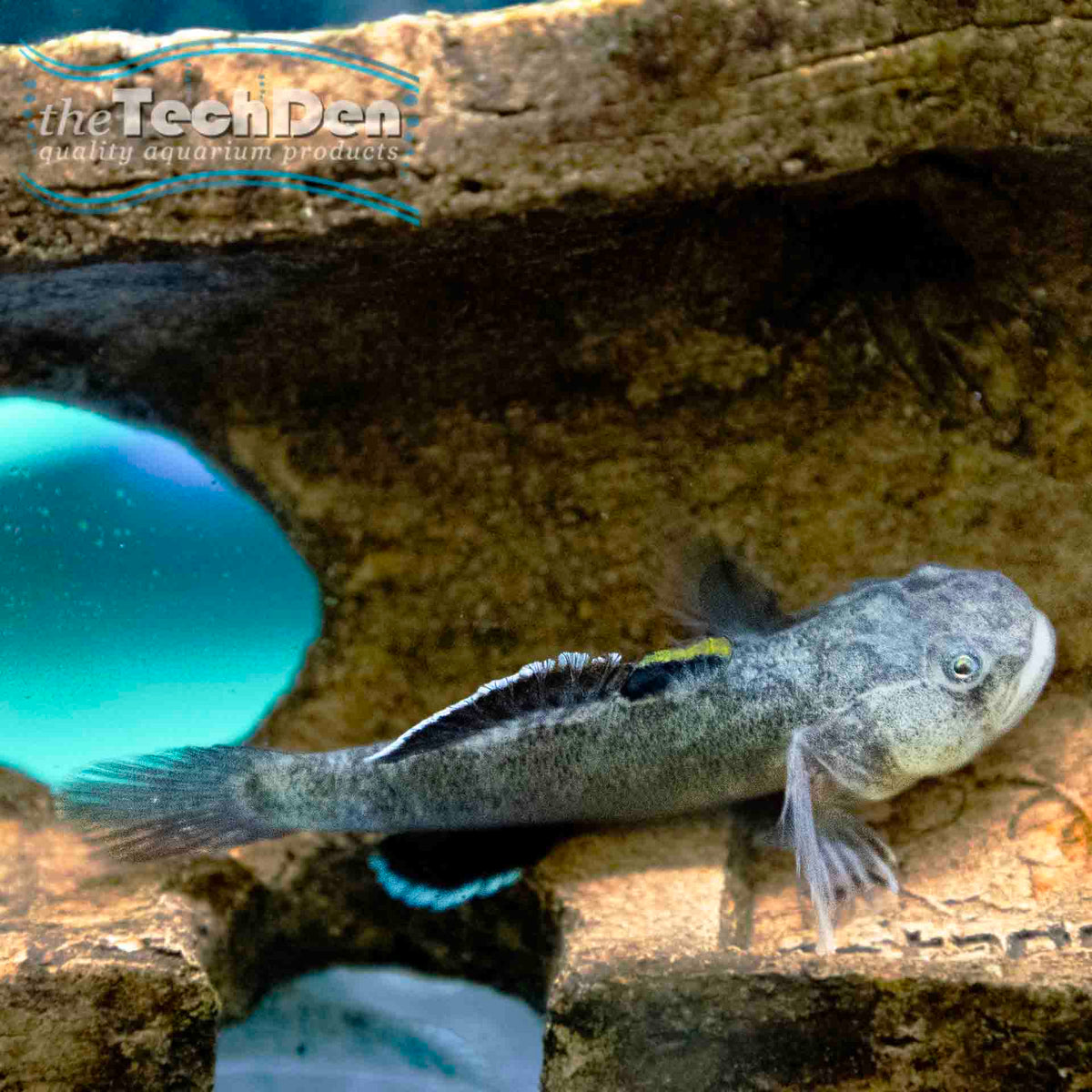 Desert Goby - (No Online Purchases)