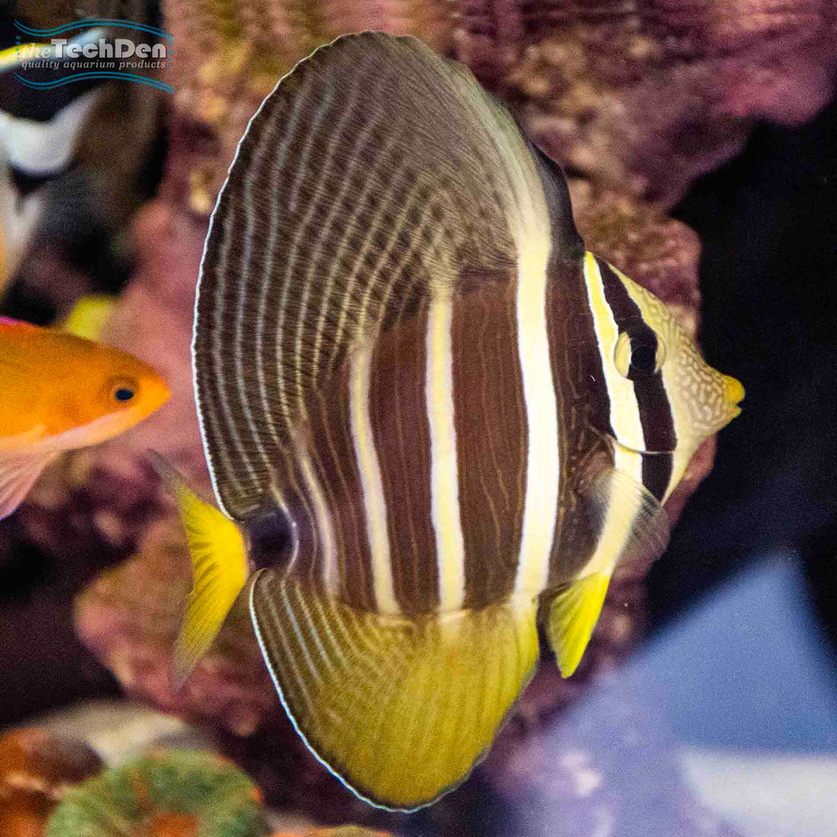 Desjardin's Sailfin Tang - (No Online Purchases)