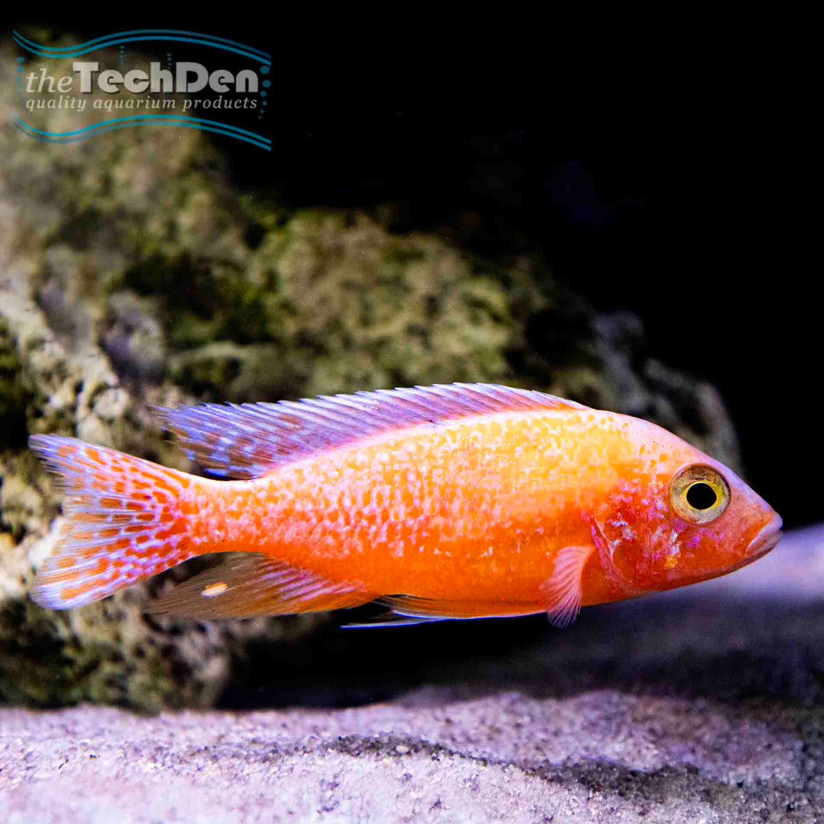 Dragon Blood Peacocks - (No Online Purchases)