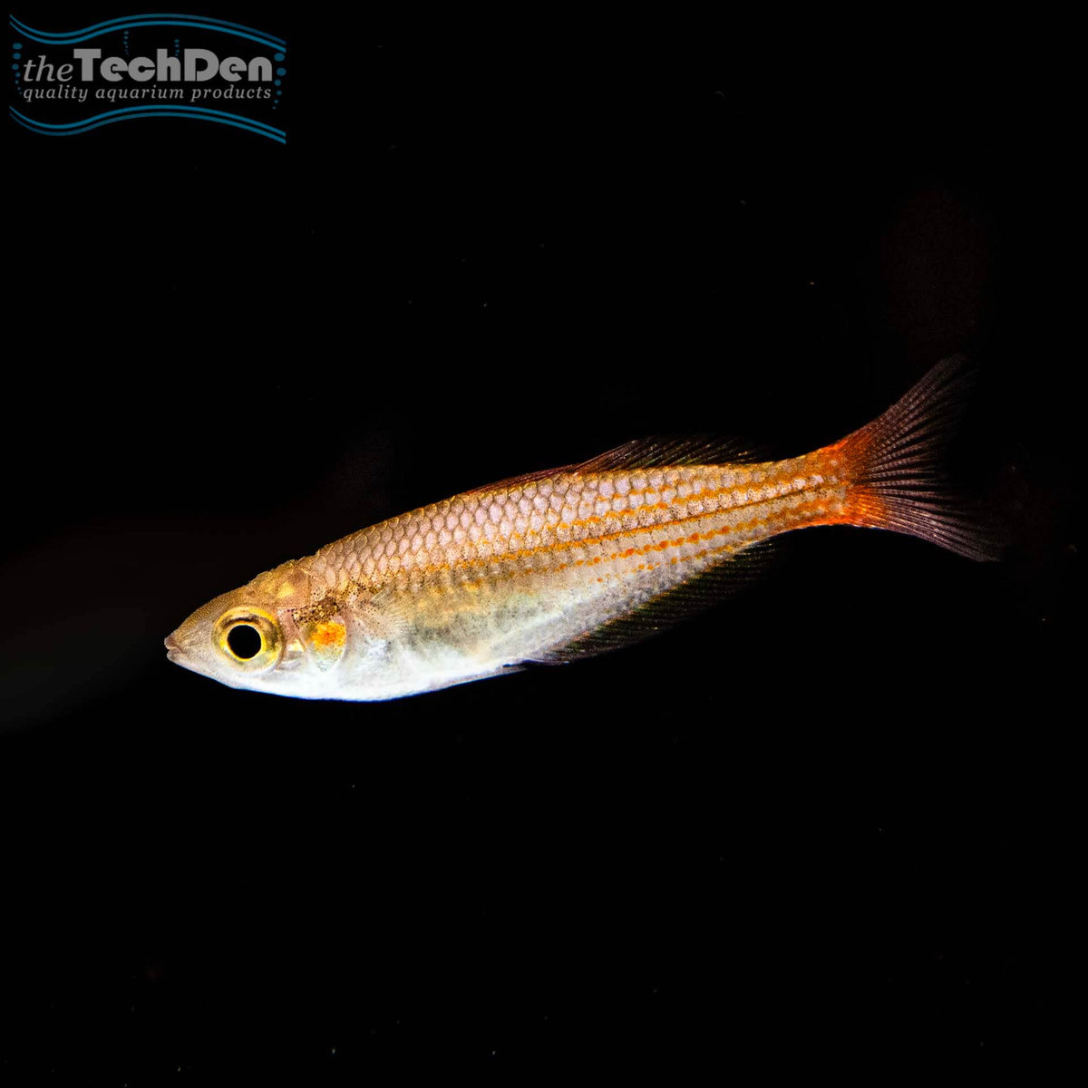 Duboulayi Rainbow - Schnapper Creek - (No Online Purchases)