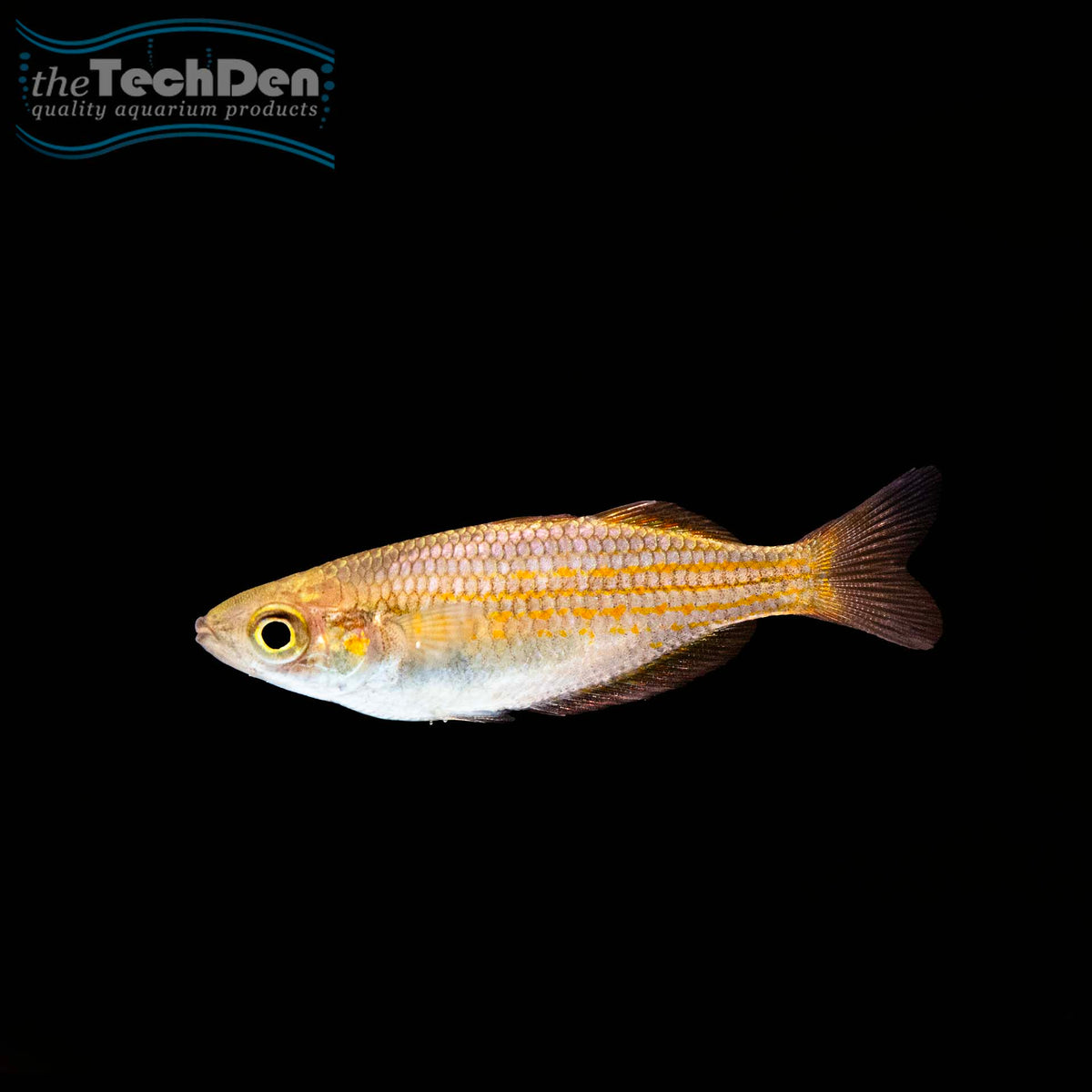 Duboulayi Rainbow - Schnapper Creek - (No Online Purchases)