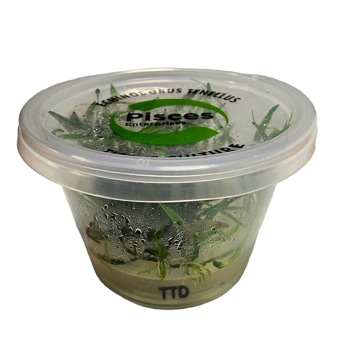 Echinodorus Tenellus - Tissue Culture