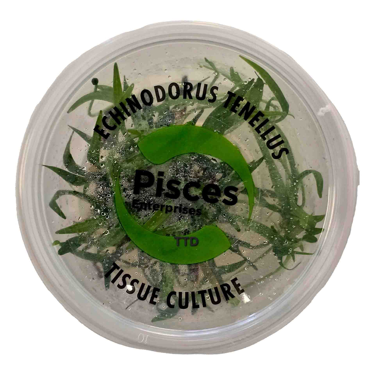 Echinodorus Tenellus - Tissue Culture
