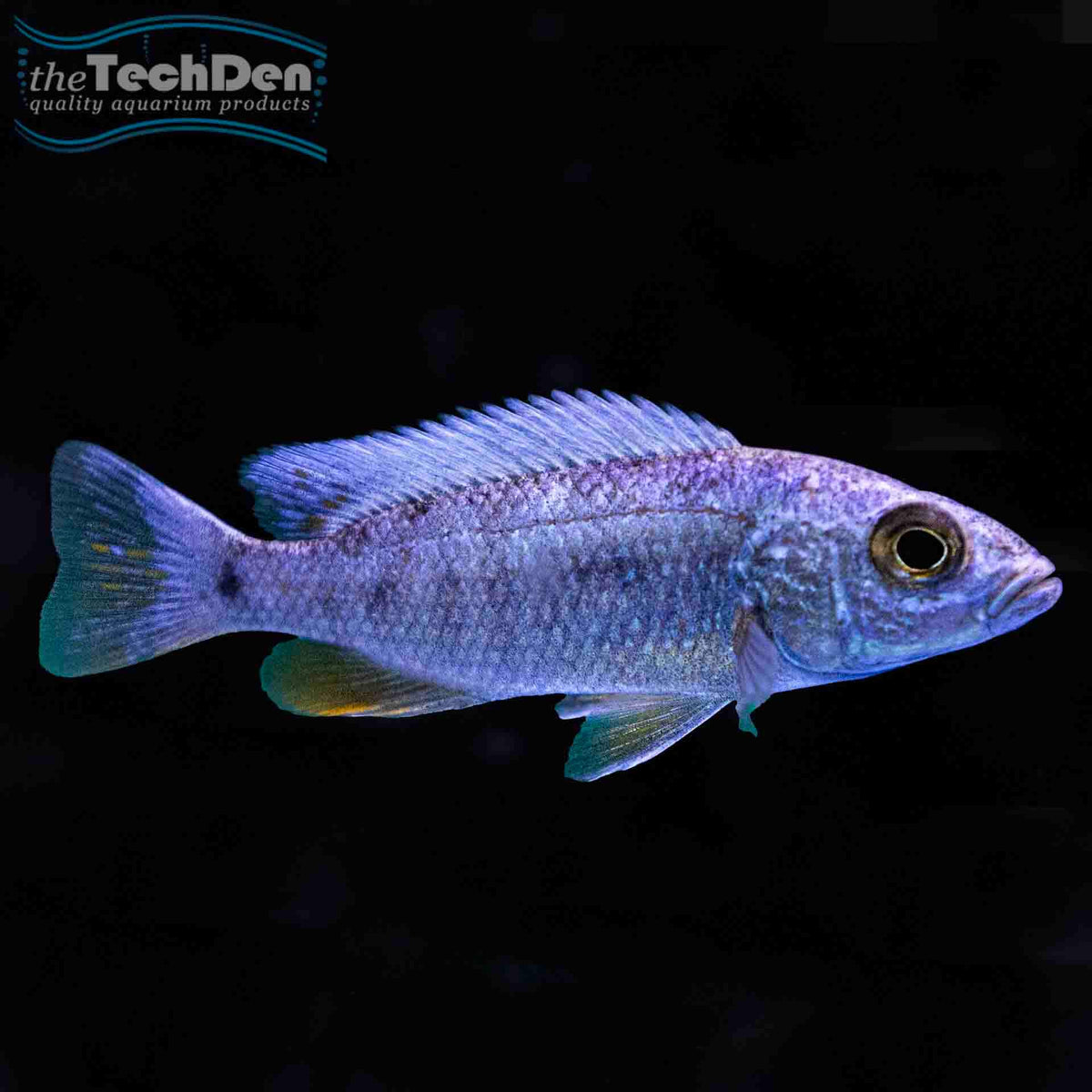 Electric Blue  - (No Online Purchases)