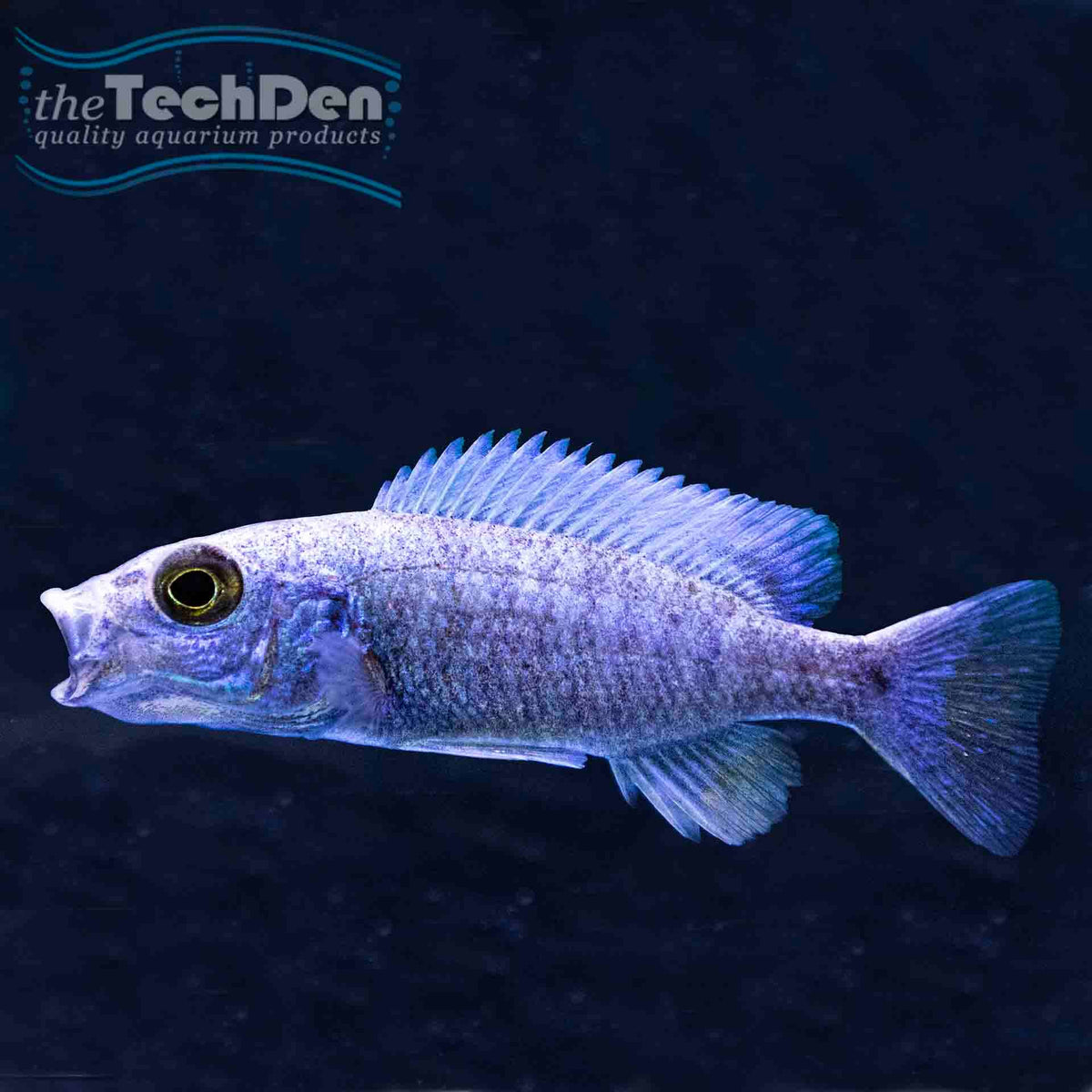 Electric Blue  - (No Online Purchases)