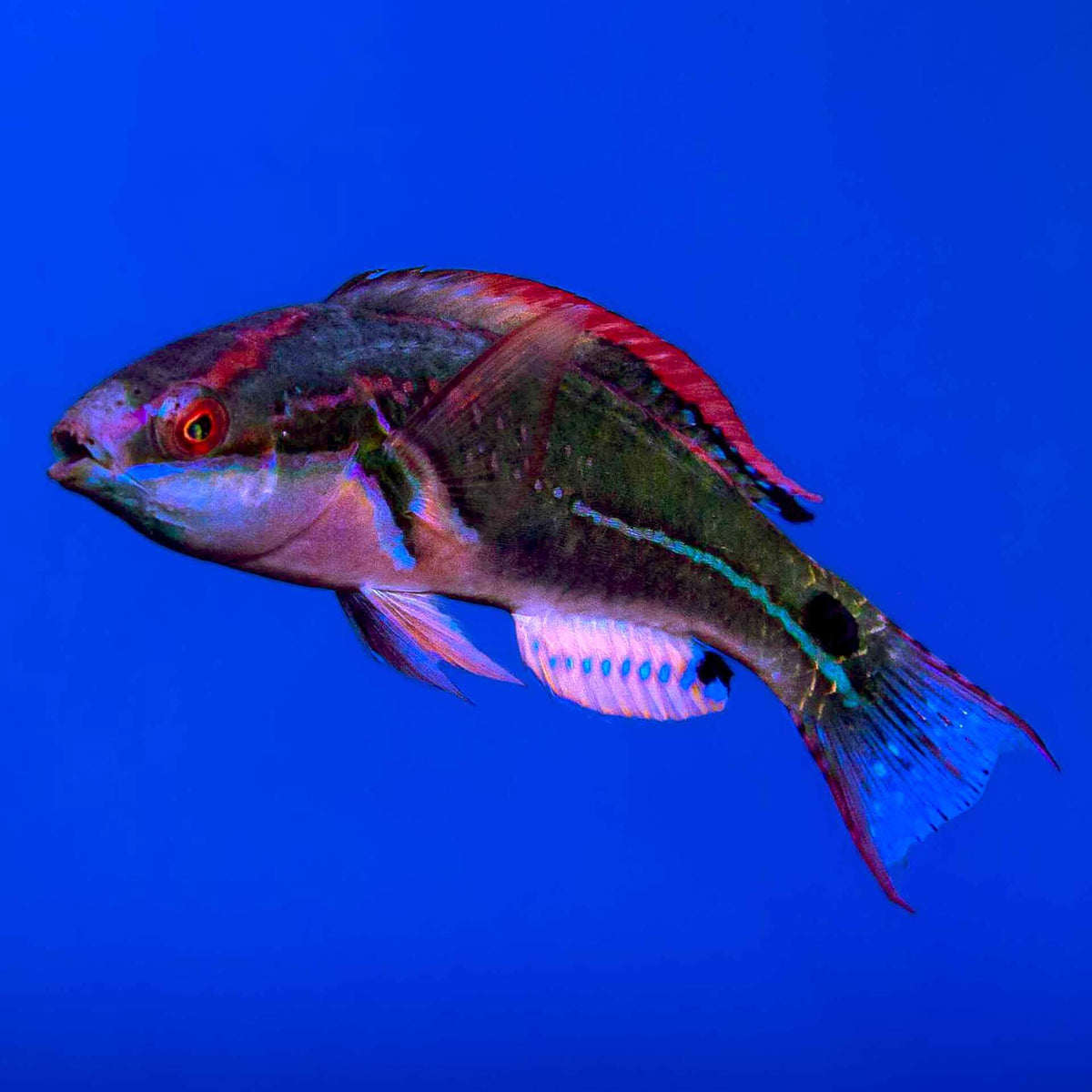 Exquisite Fairy Wrasse - (No Online Purchases)