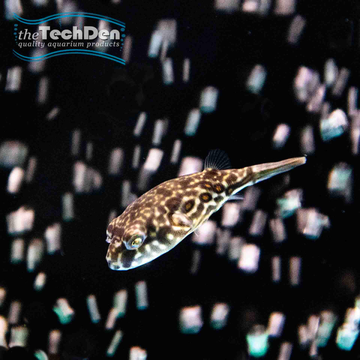 Fahaka Pufferfish - (No Online Purchases)