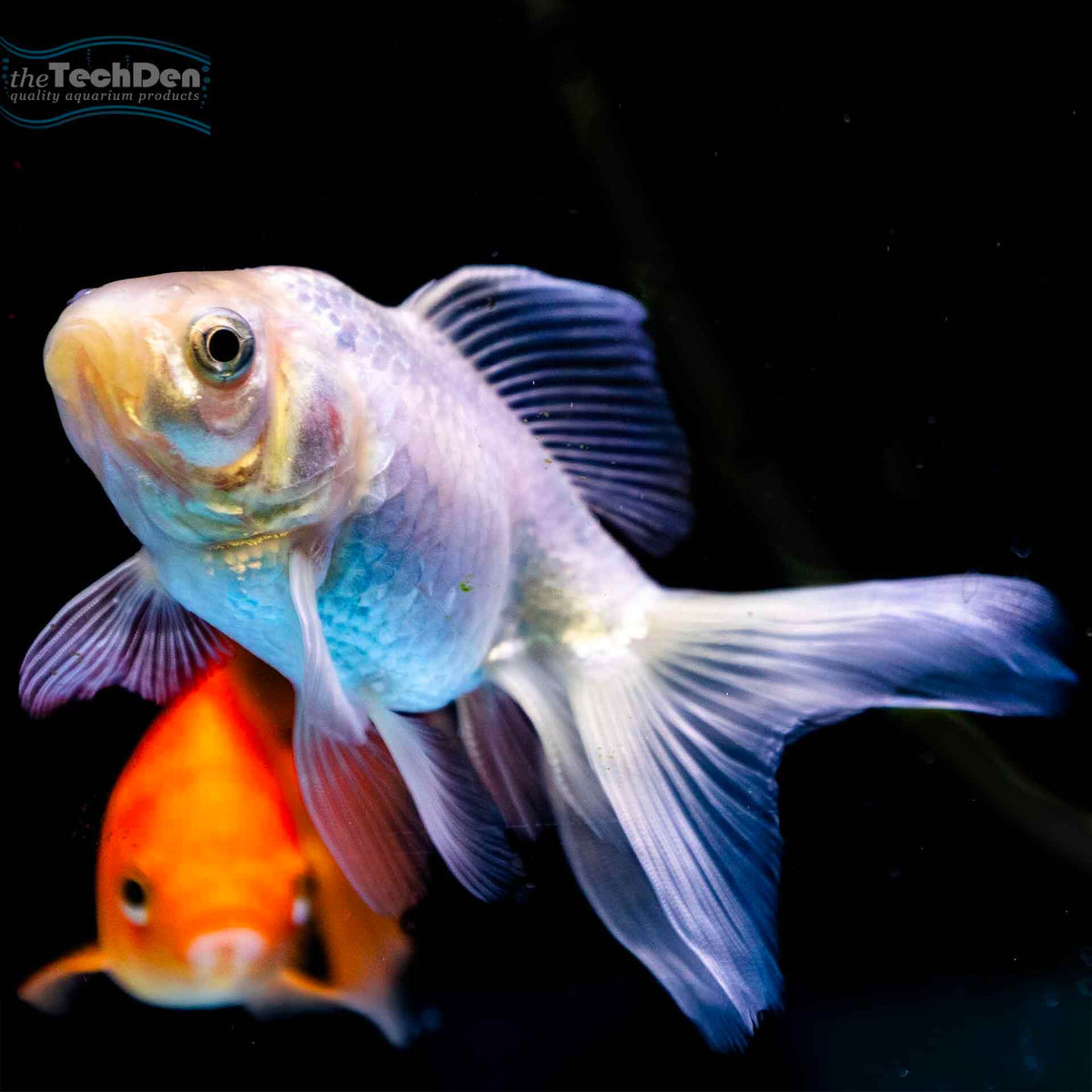 Fantail Goldfish 12cm - (No Online Purchases)