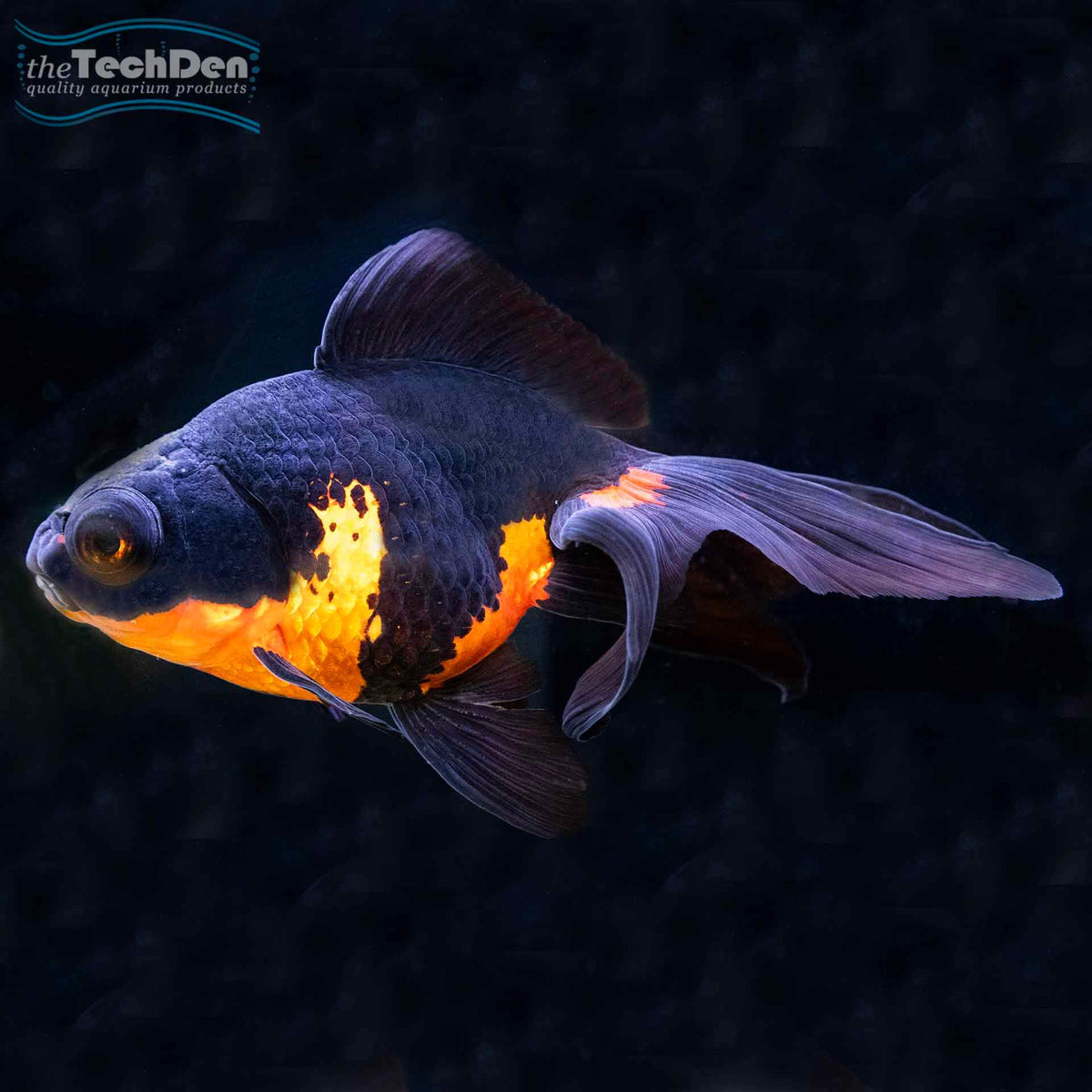 Fantail Goldfish 12cm - (No Online Purchases)