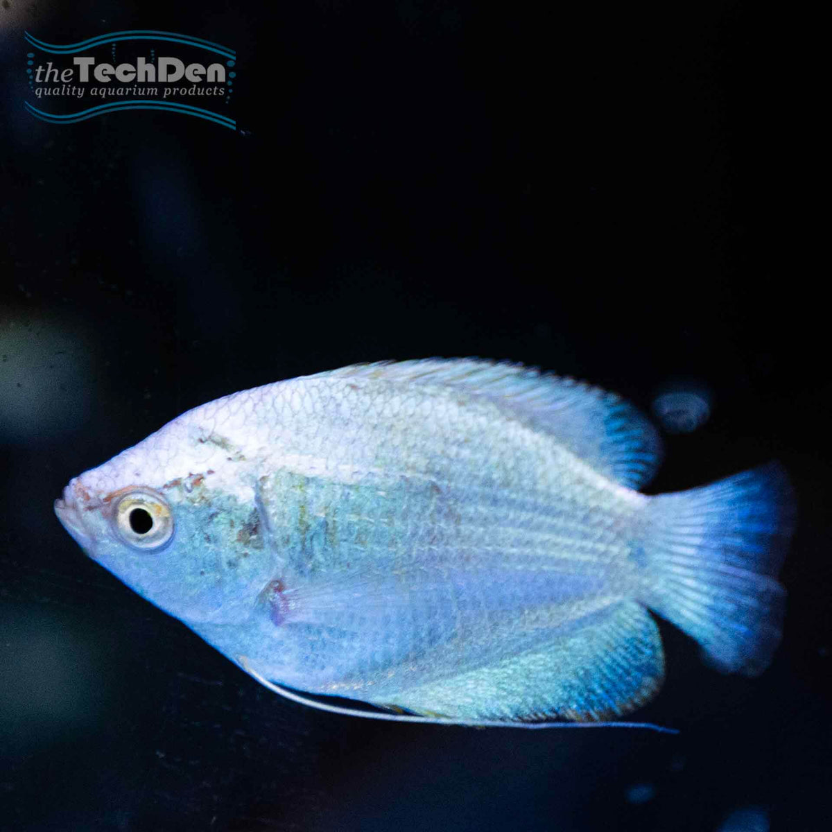Female Coral Blue Dwarf Gourami - (No Online Purchases)