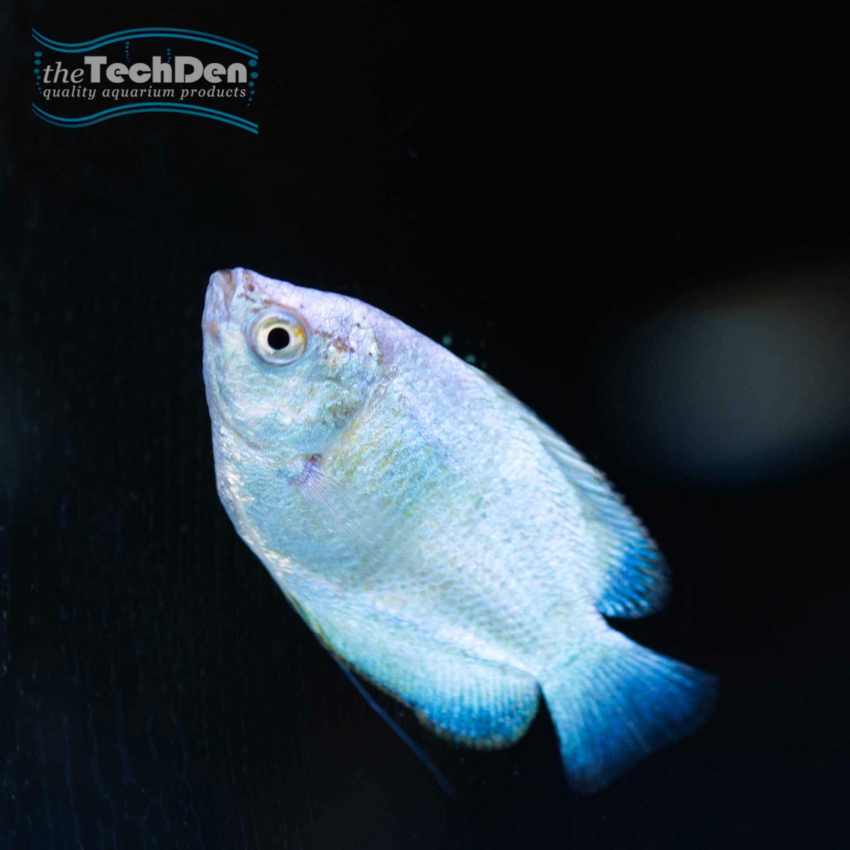 Female Coral Blue Dwarf Gourami - (No Online Purchases)