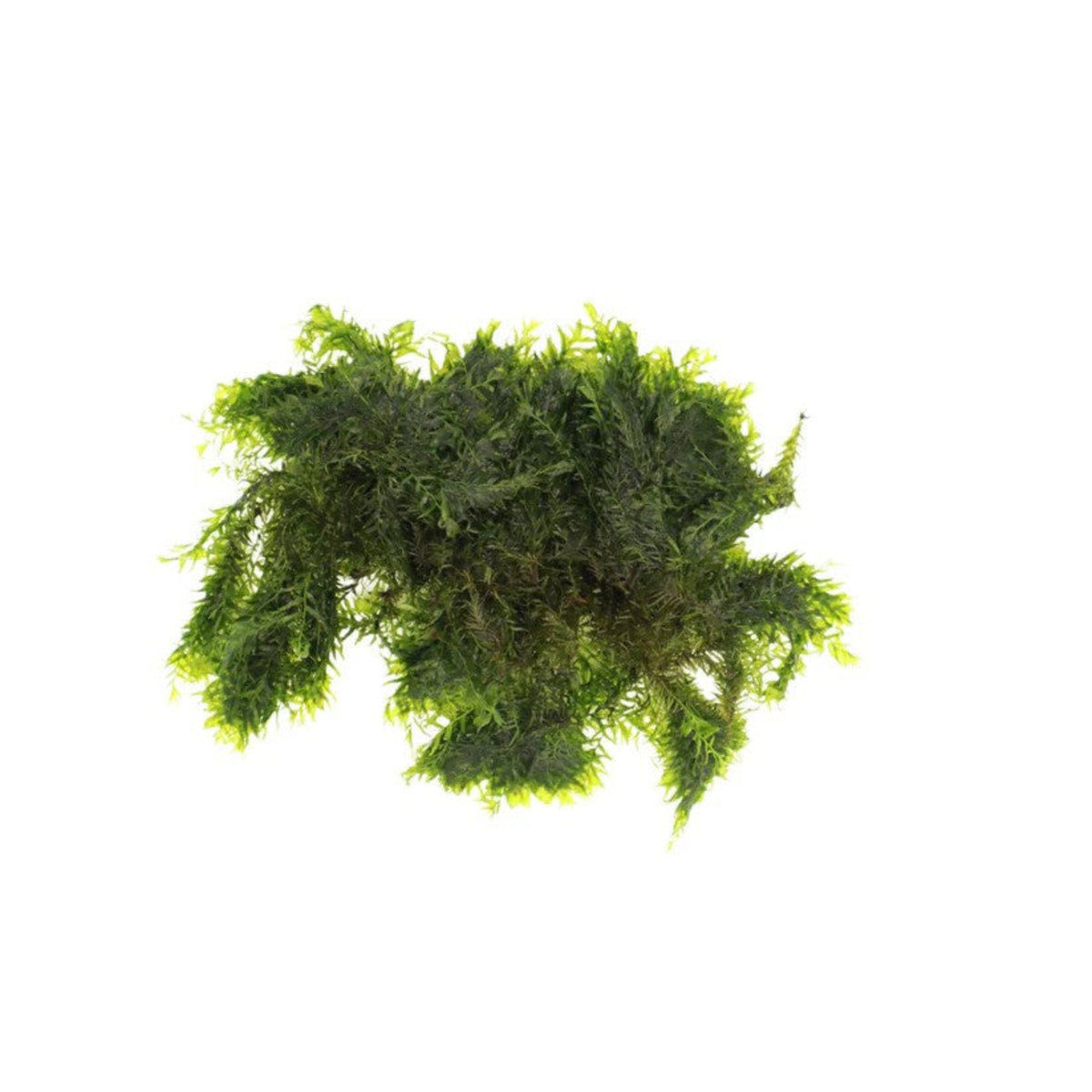 Aqualabs US Fissidens Moss-Live Plant- Instore Pick up*