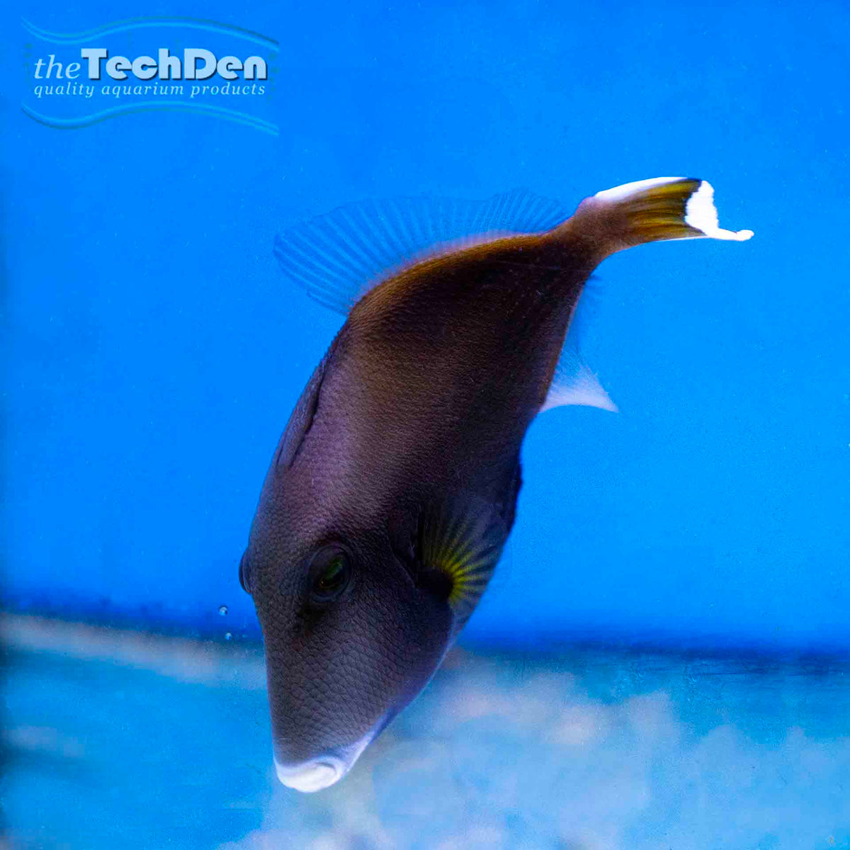 Flagtail Triggerfish (Sufflamen chrysopterum)- (No Online Purchases)