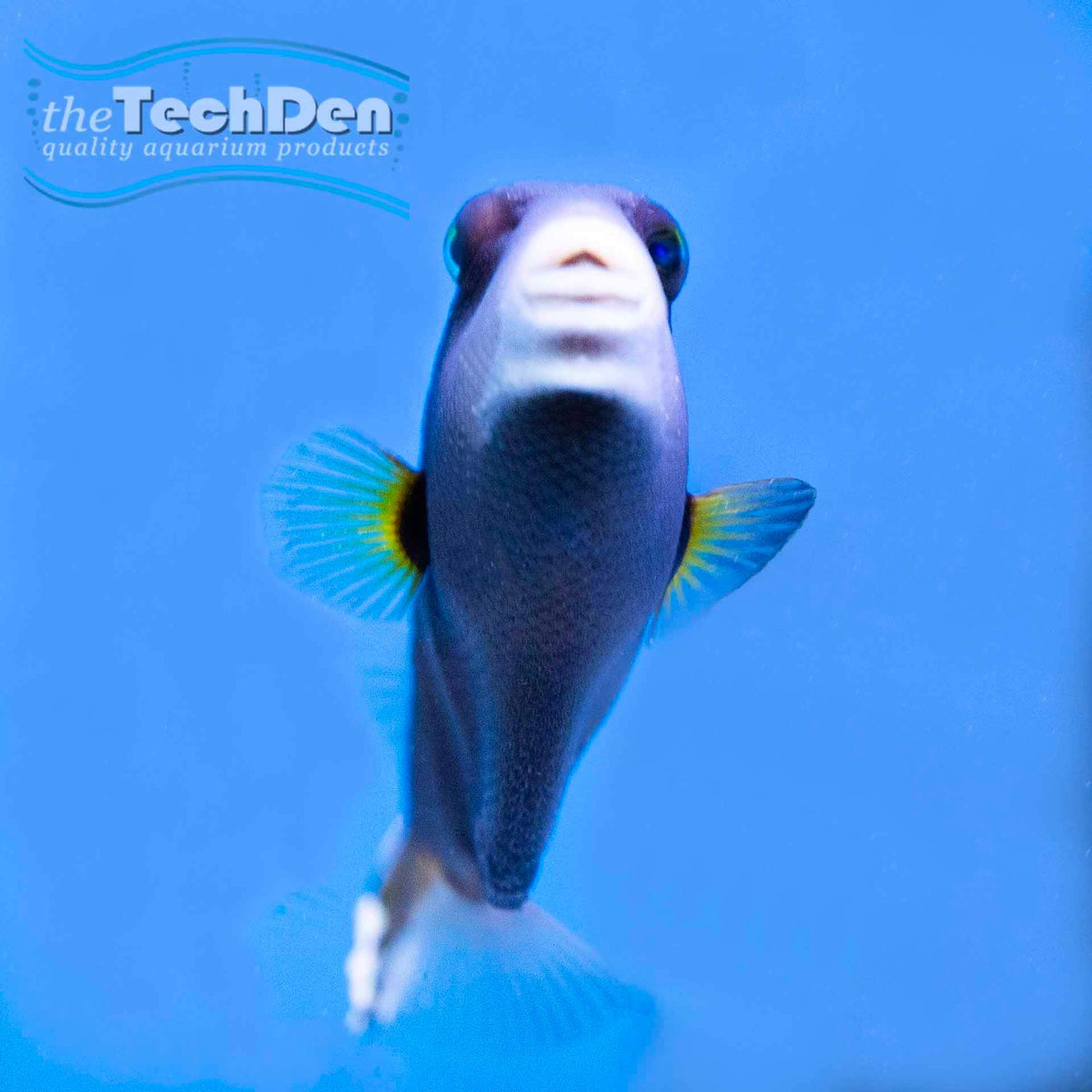 Flagtail Triggerfish (Sufflamen chrysopterum)- (No Online Purchases)