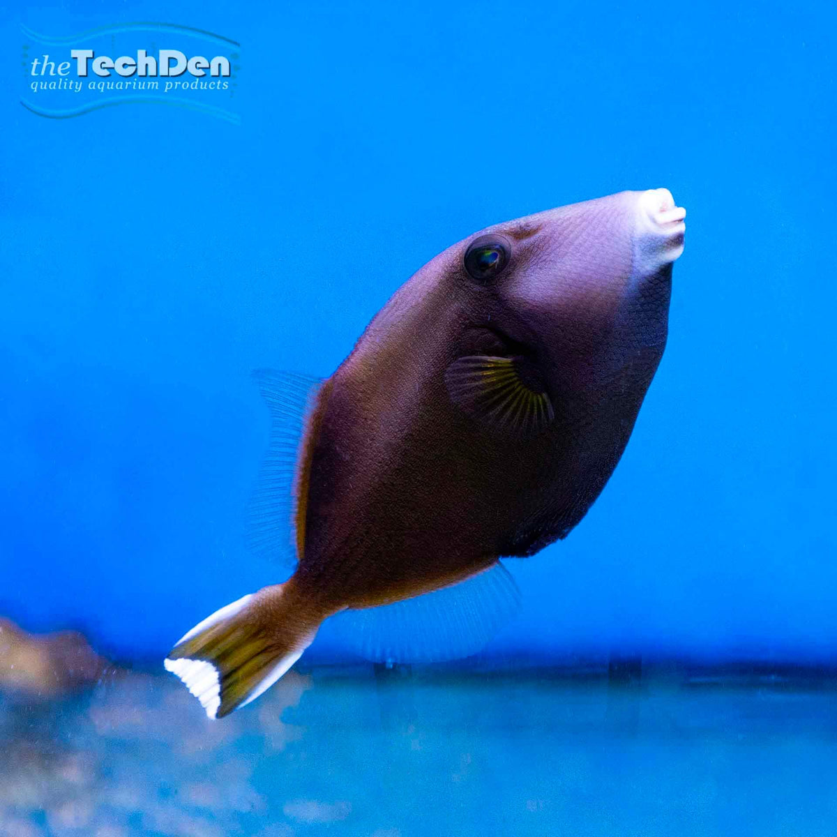 Flagtail Triggerfish (Sufflamen chrysopterum)- (No Online Purchases)