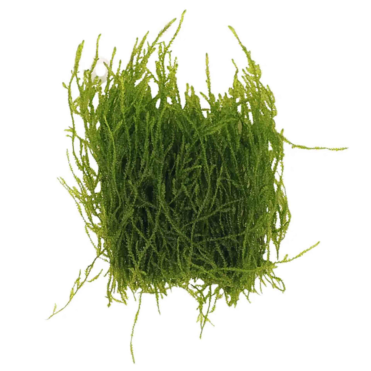 Aqualabs Flame Moss-Live Plant- Instore Pick up*